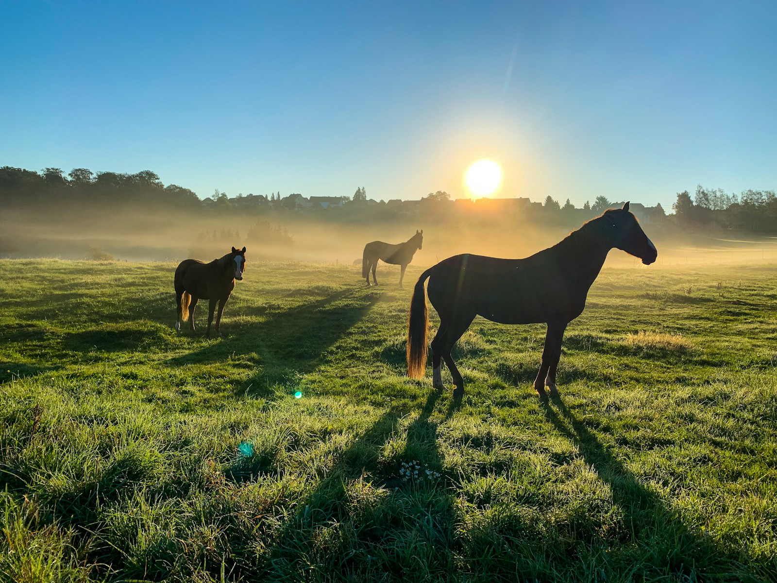 Horses standing in a misty pasture at sunrise, where ground ivy must never spread