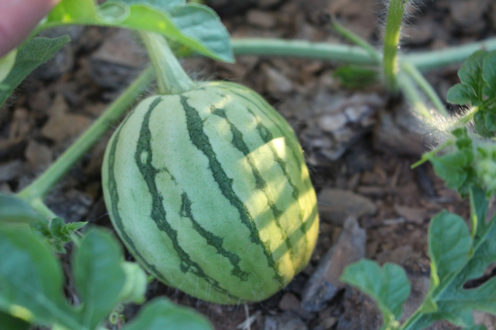 Small pale green striped watermelon fruit swelling on a hairy vine over mulch