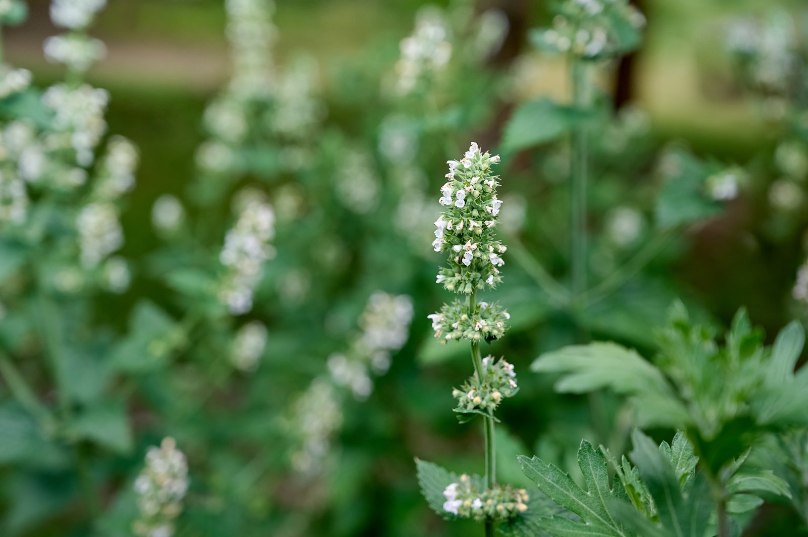 Catnip in bloom with spikes of small white flowers and grey-green leaves