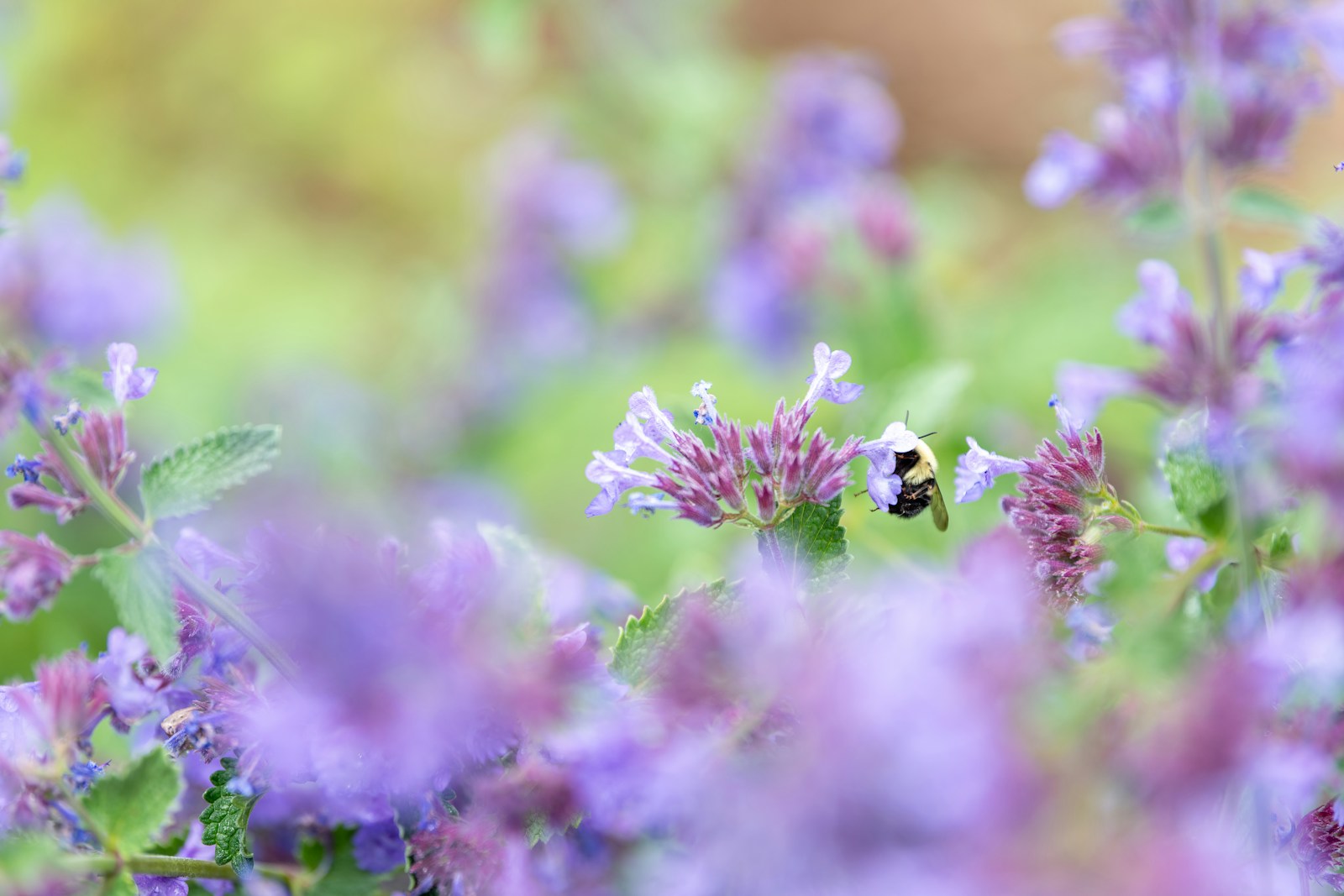 Bumblebee feeding on purple-blue ornamental catmint flowers in summer