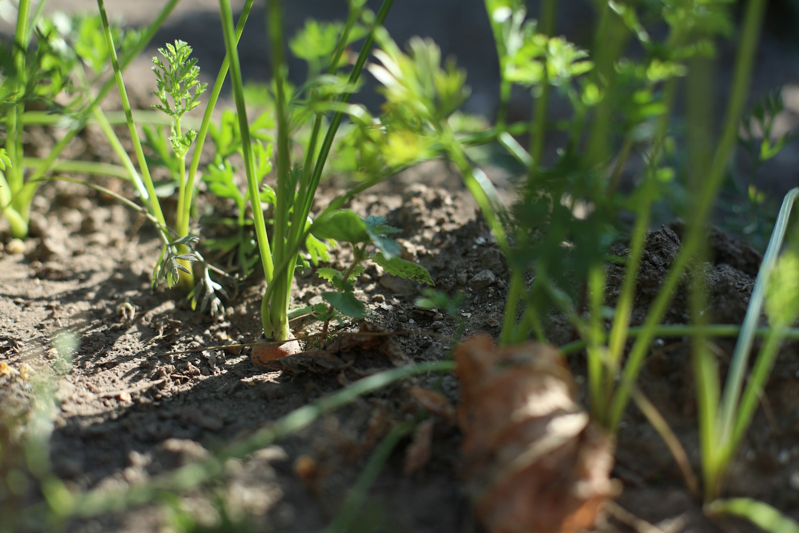 Carrot foliage in a garden bed with an orange shoulder showing at soil level