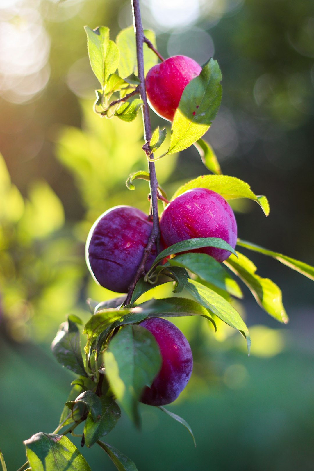 Bright red-pink plums with a dusty bloom hanging from a sunlit branch