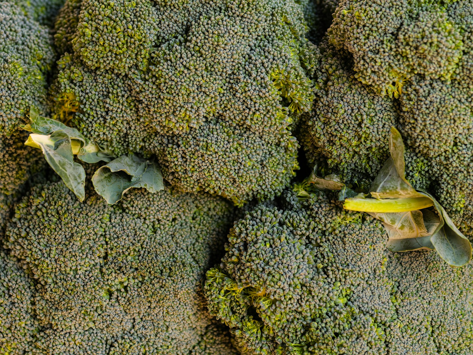 Harvested broccoli heads with trimmed leaves piled at a market