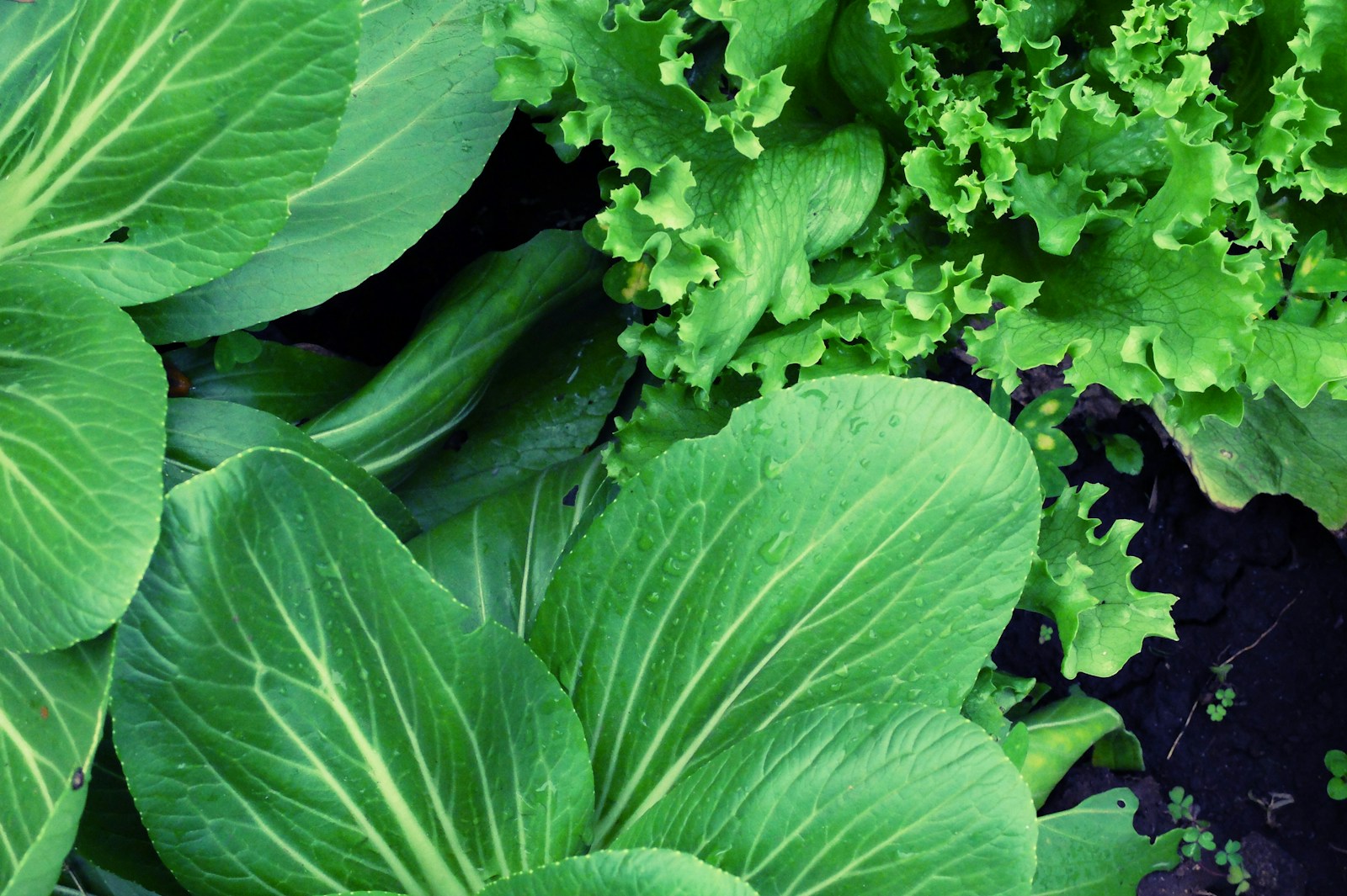 Bok choy leaves growing beside frilly green lettuce in dark garden soil