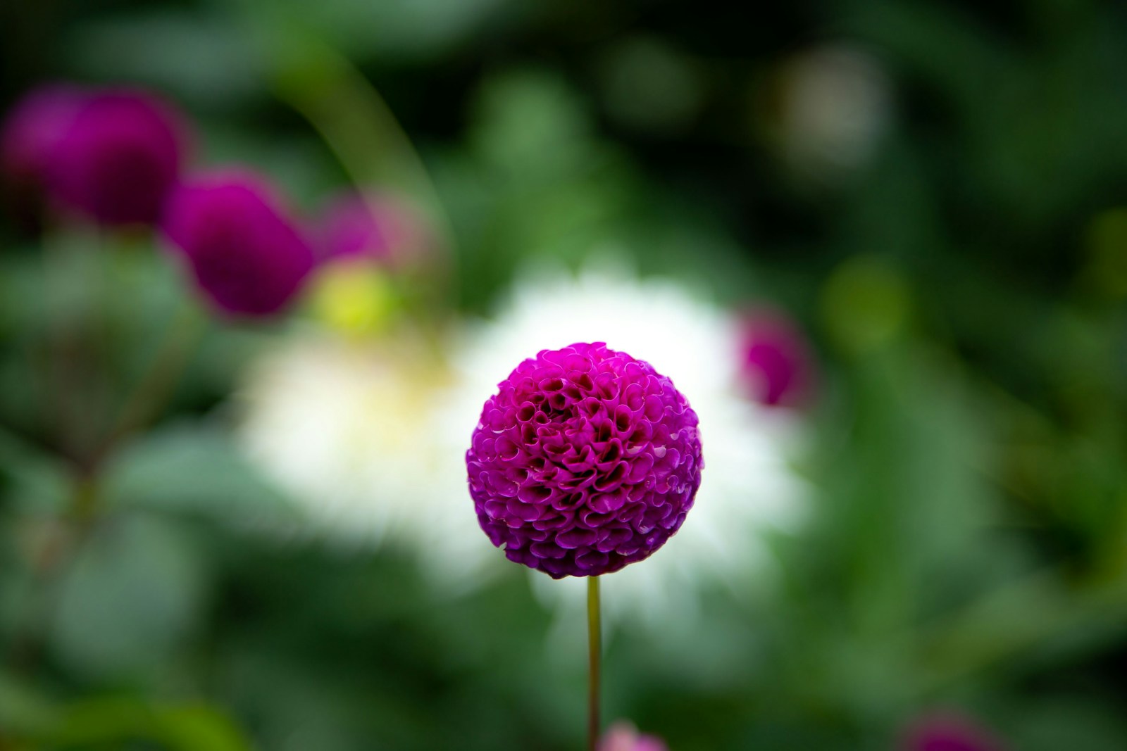 Small magenta pompon dahlia on a single stem in a garden