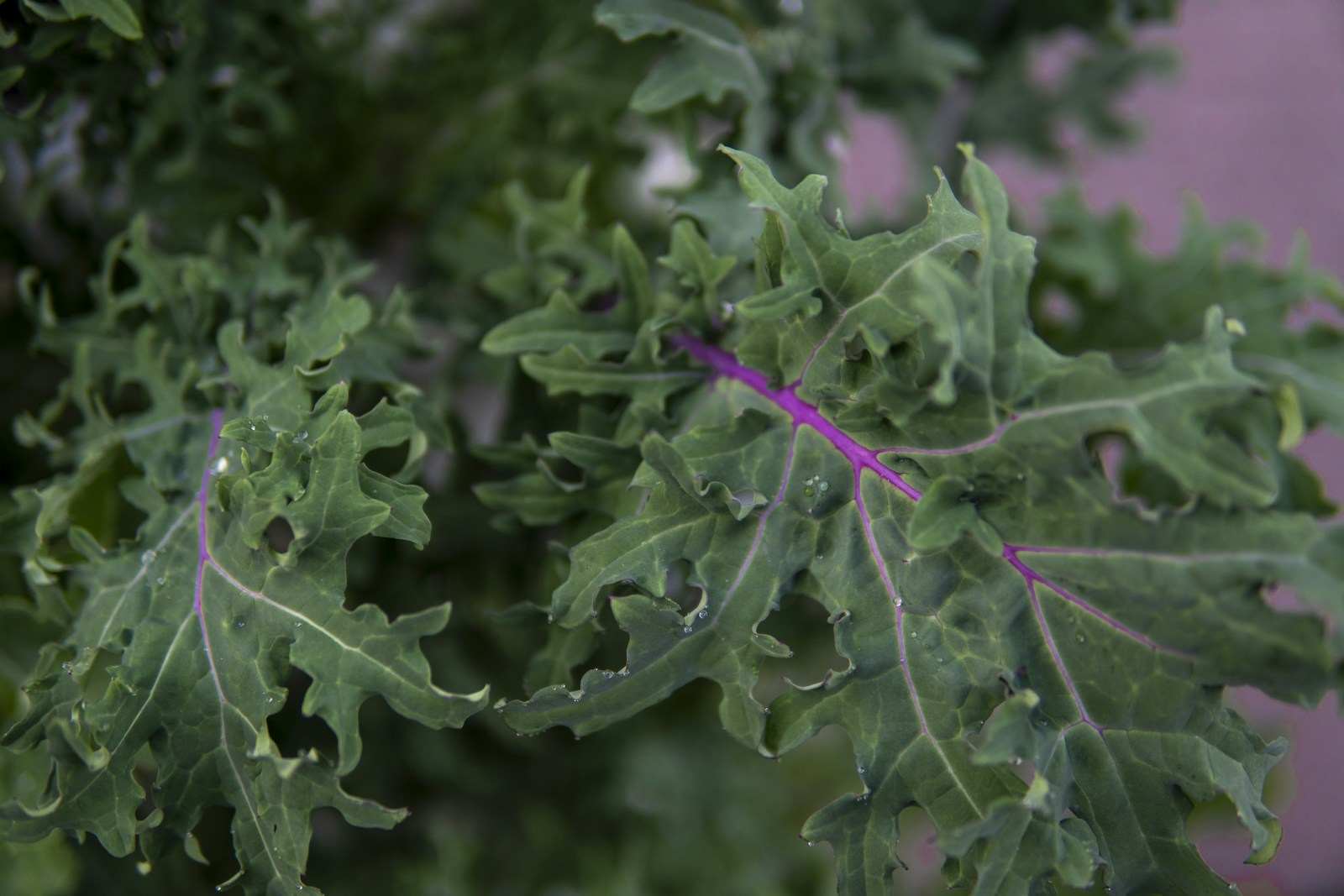 Frilly grey-green Russian-type kale leaves with bright purple veins