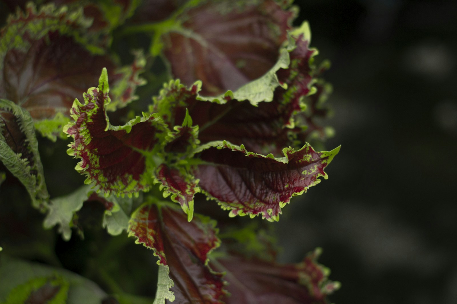 Ruffled maroon coleus leaves with frilly green edges against a dark background