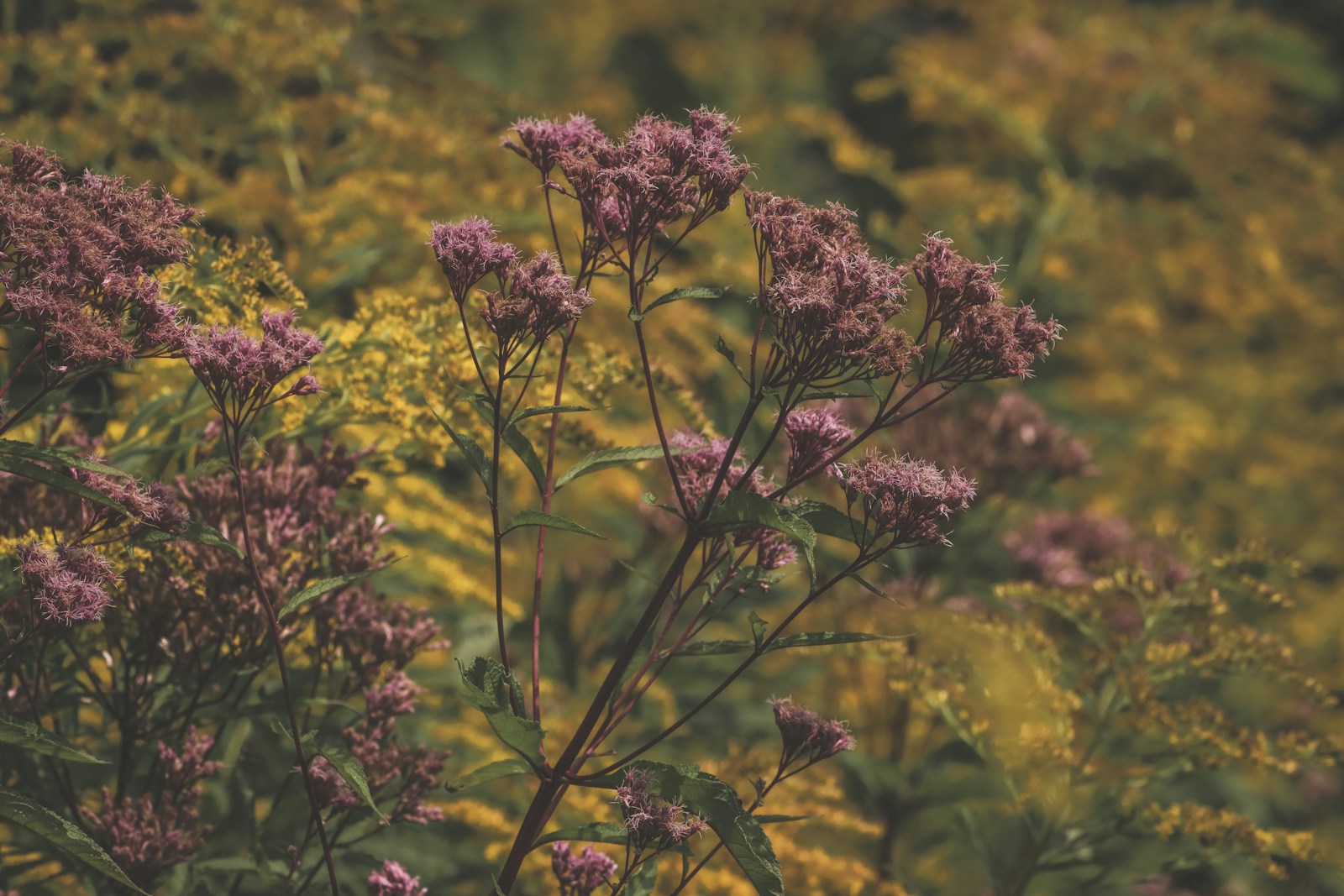 Joe-Pye weed with dusky pink flower heads among yellow goldenrod in a meadow