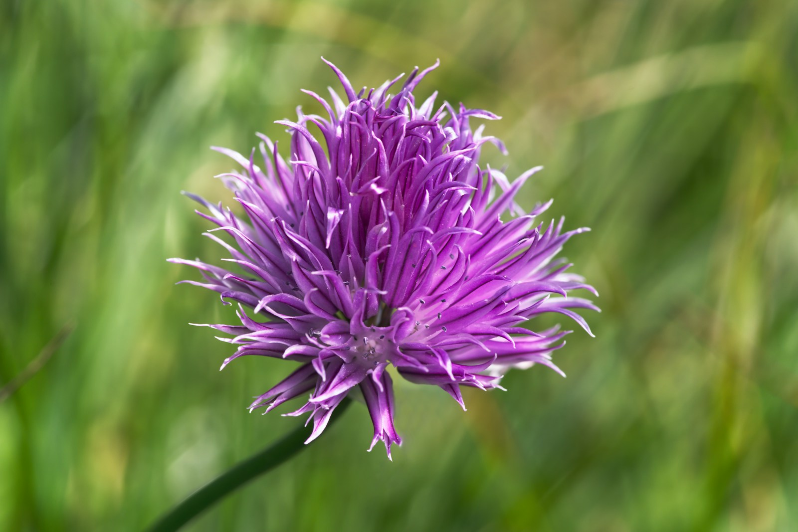Single purple chive flower head on a slender stem