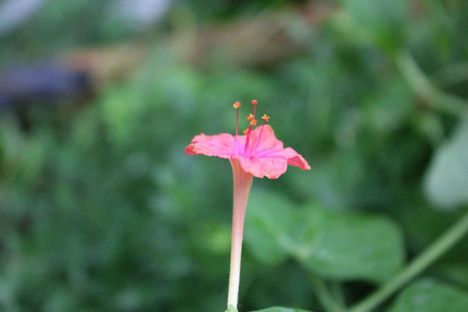 Side view of a coral four o'clock showing its long, slender flower tube