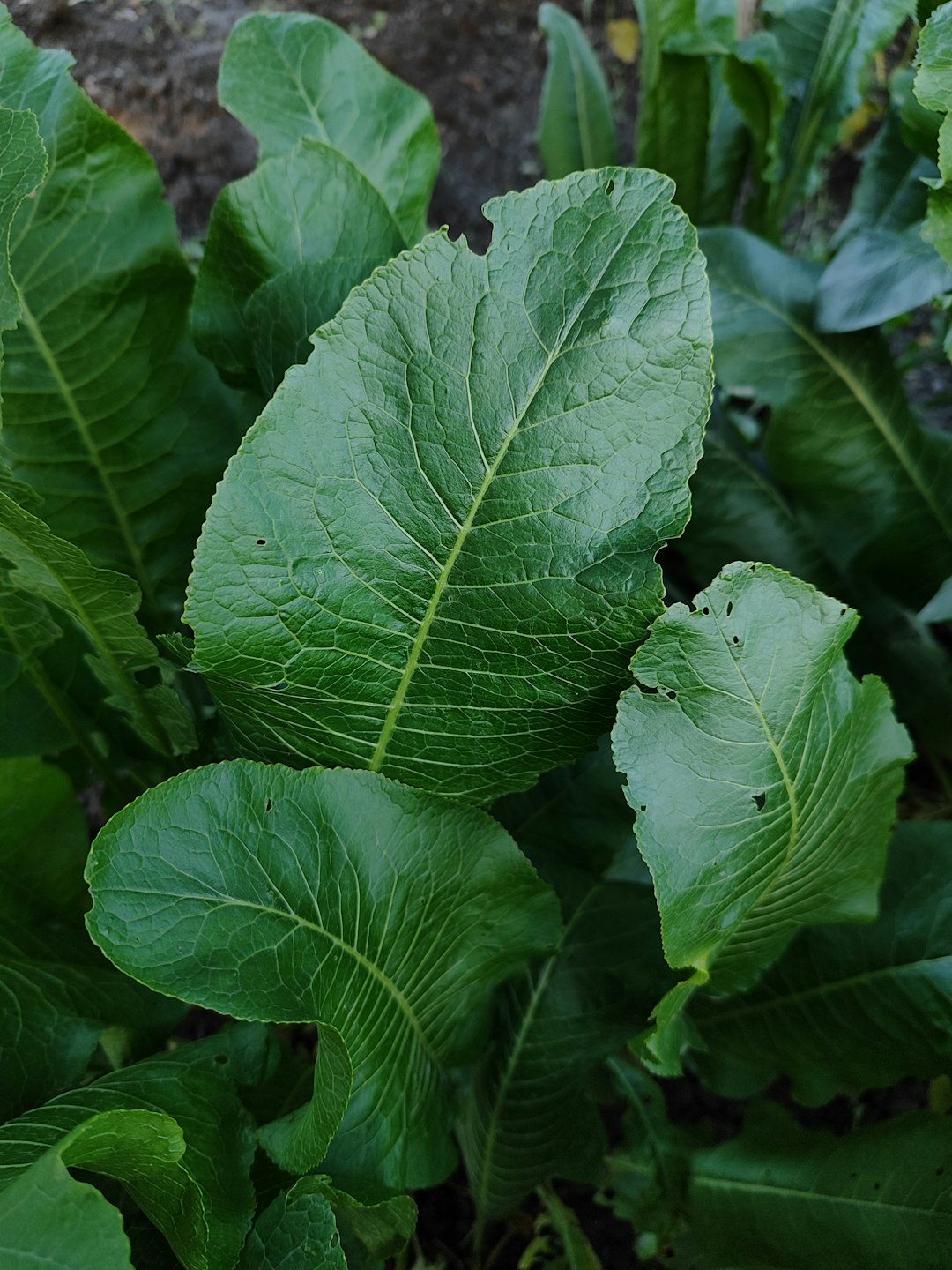 A horseradish leaf with several small round holes consistent with flea beetle feeding