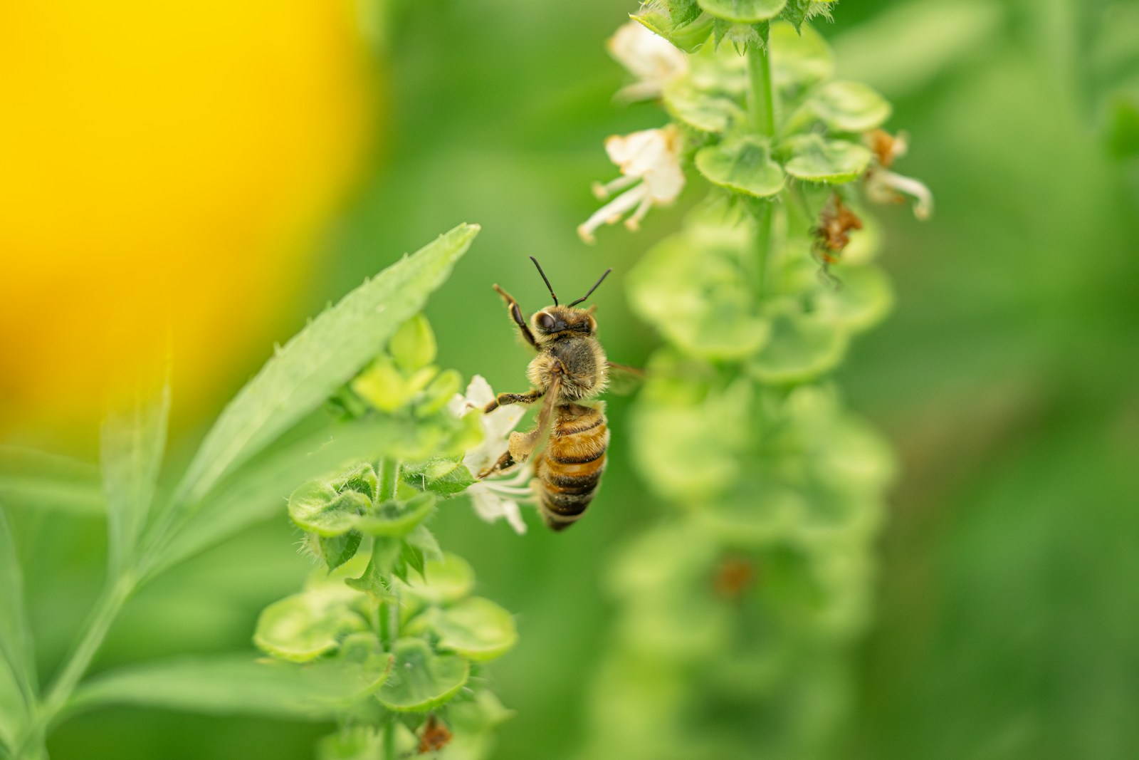A honeybee feeding on small white flowers of a basil flower spike