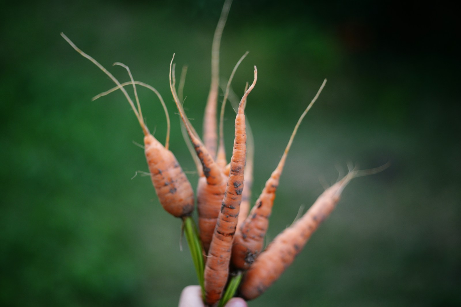 A hand holding a bunch of small, freshly pulled baby carrots with soil on them