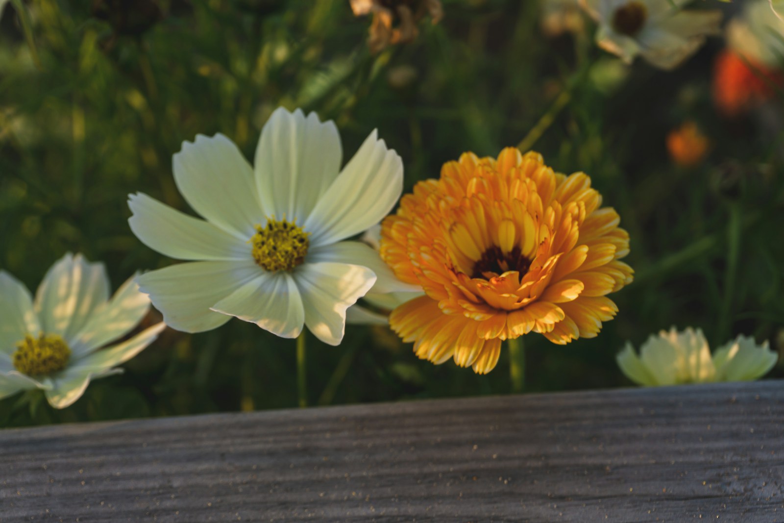 Orange calendula flower in bloom beside white cosmos flowers