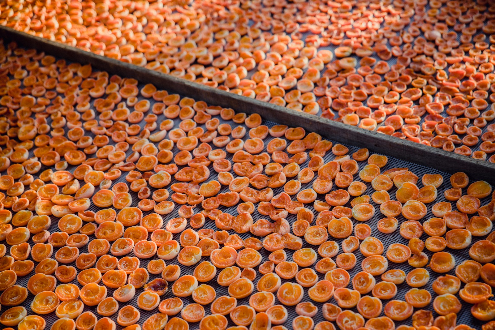 Apricot halves spread in a single layer on mesh drying screens