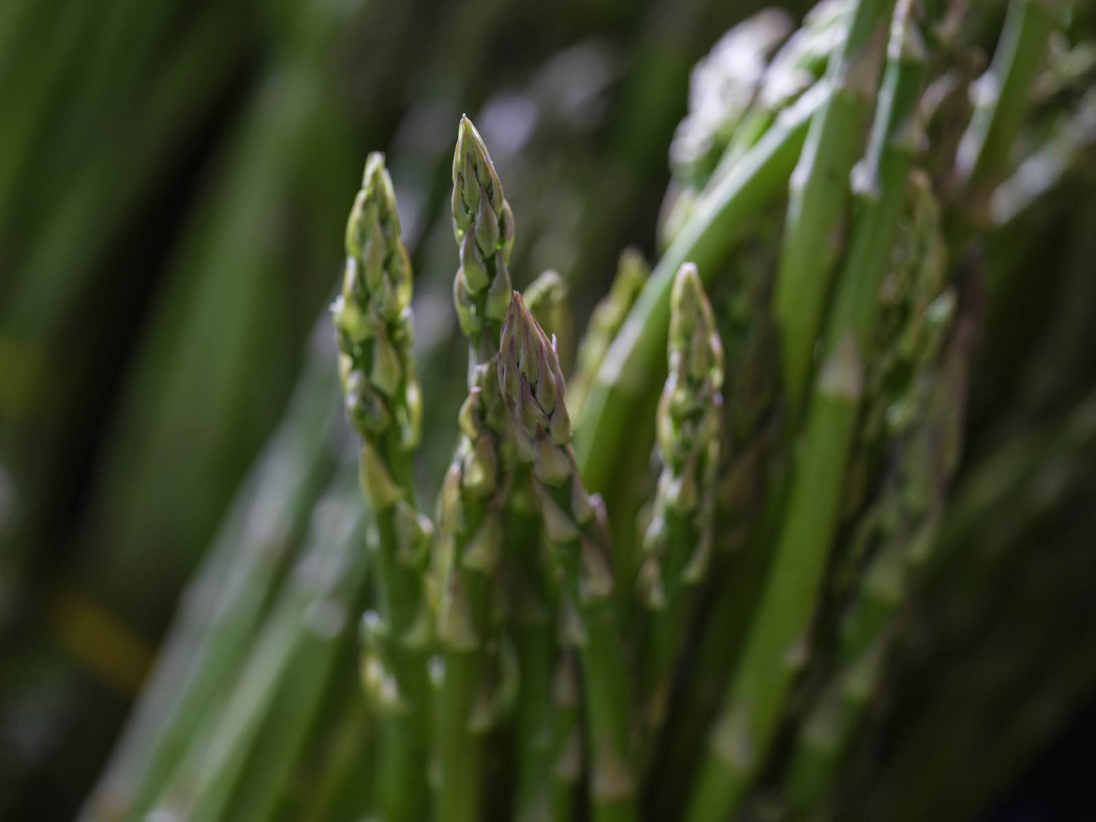 Close-up of tight, pointed green asparagus spear tips