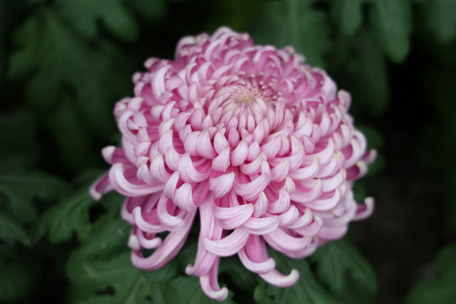 Large pink florist chrysanthemum with long, curling petals against dark leaves