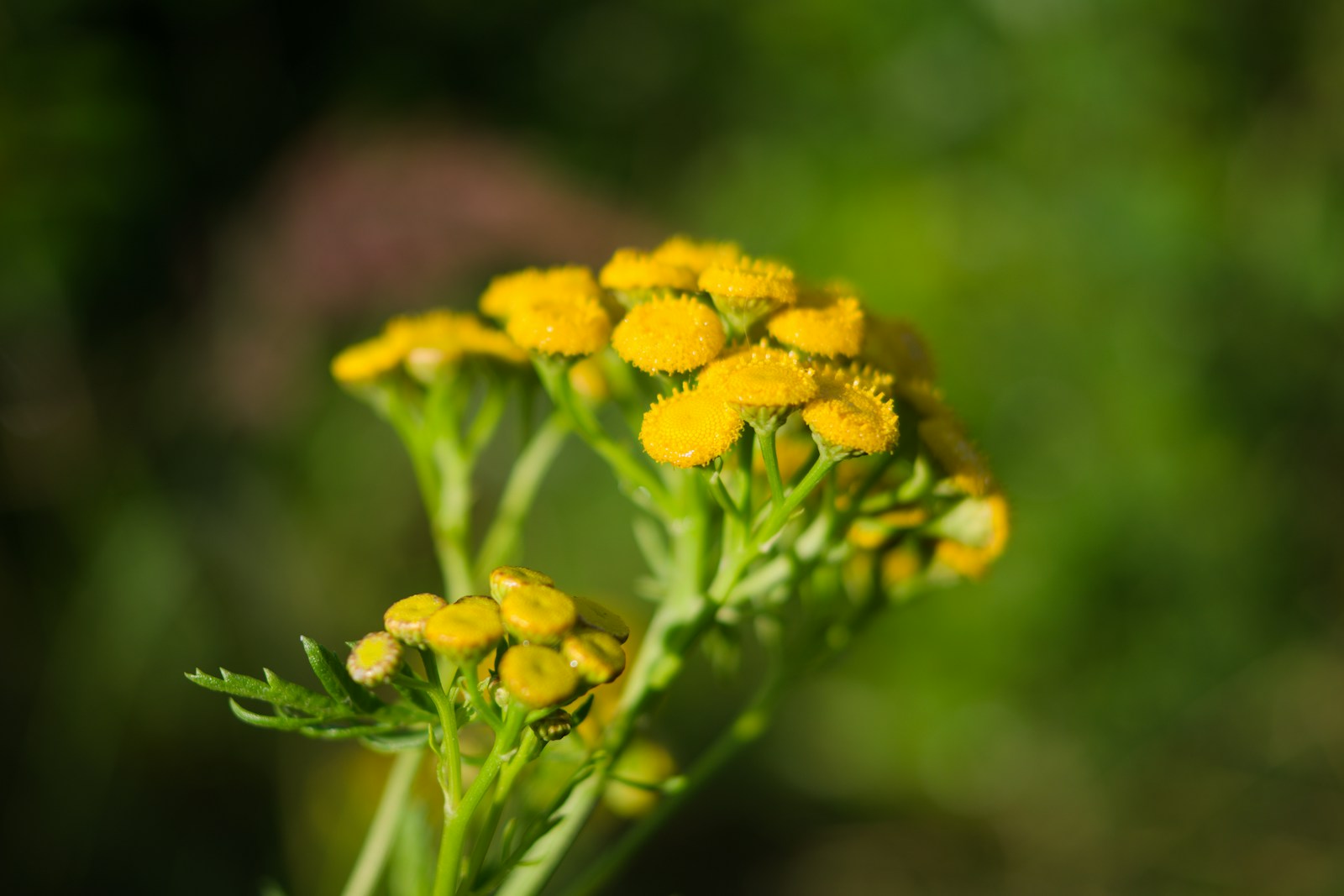 Tansy flower head with buttons just opening, the stage for cutting
