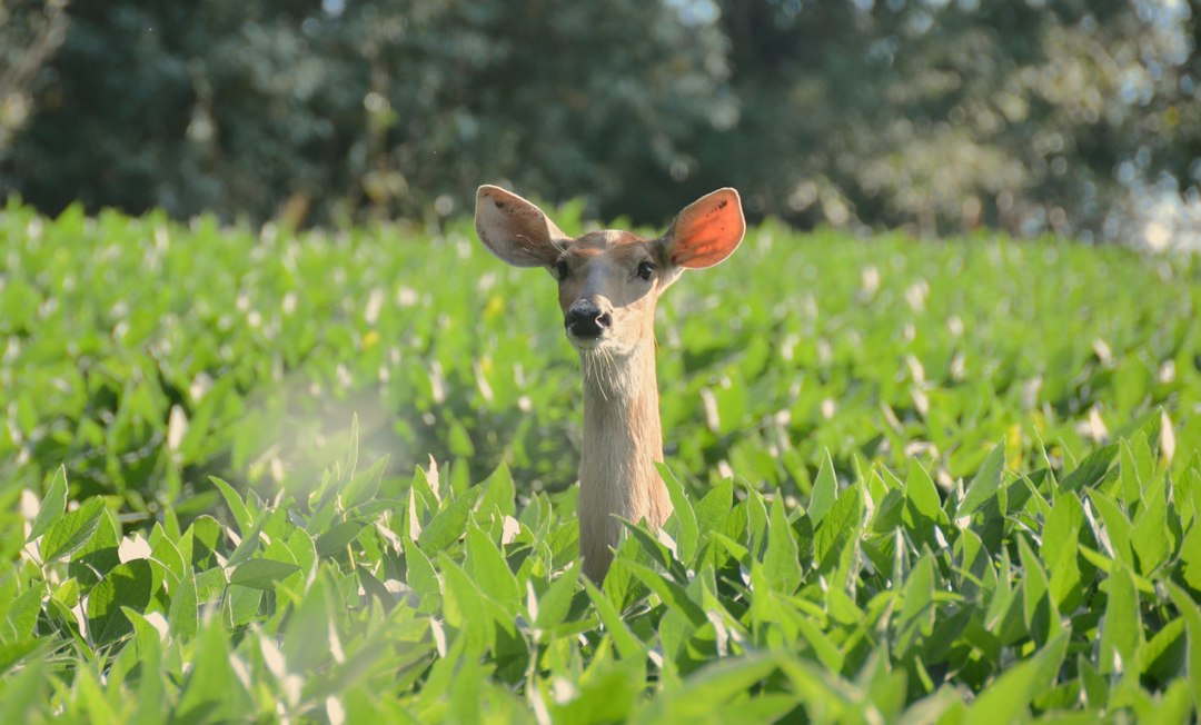 A young deer standing among soybean plants, peering over the leafy canopy