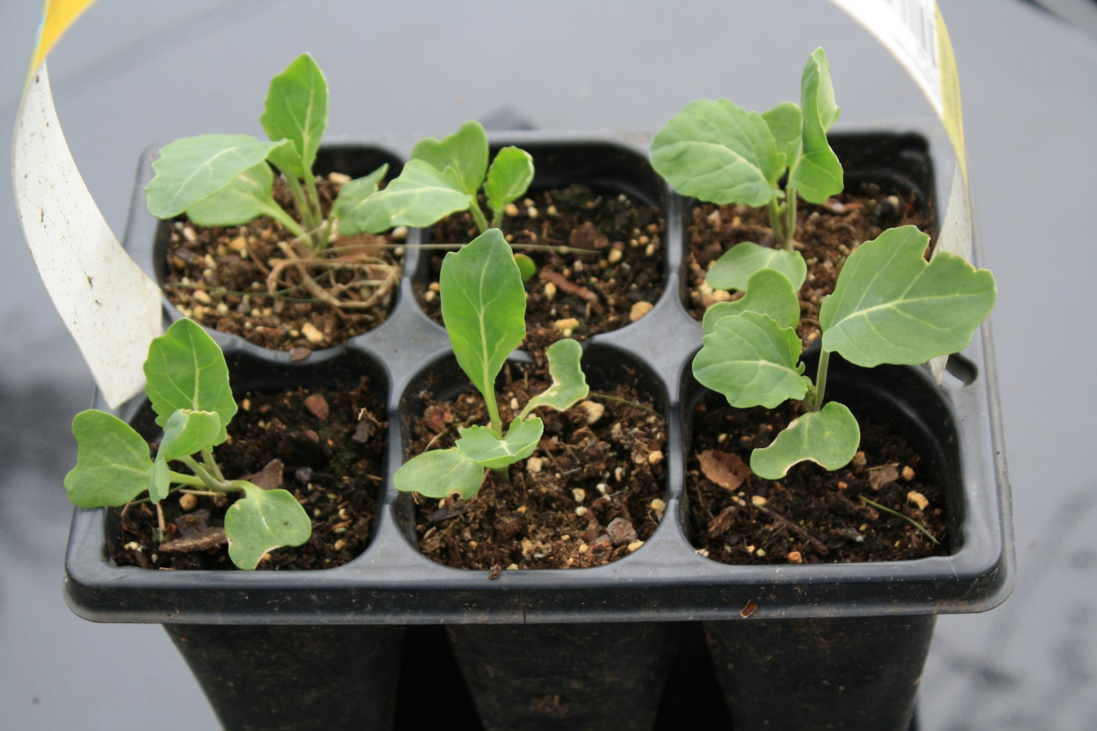 Six young broccoli seedlings in a black cell tray ready to transplant