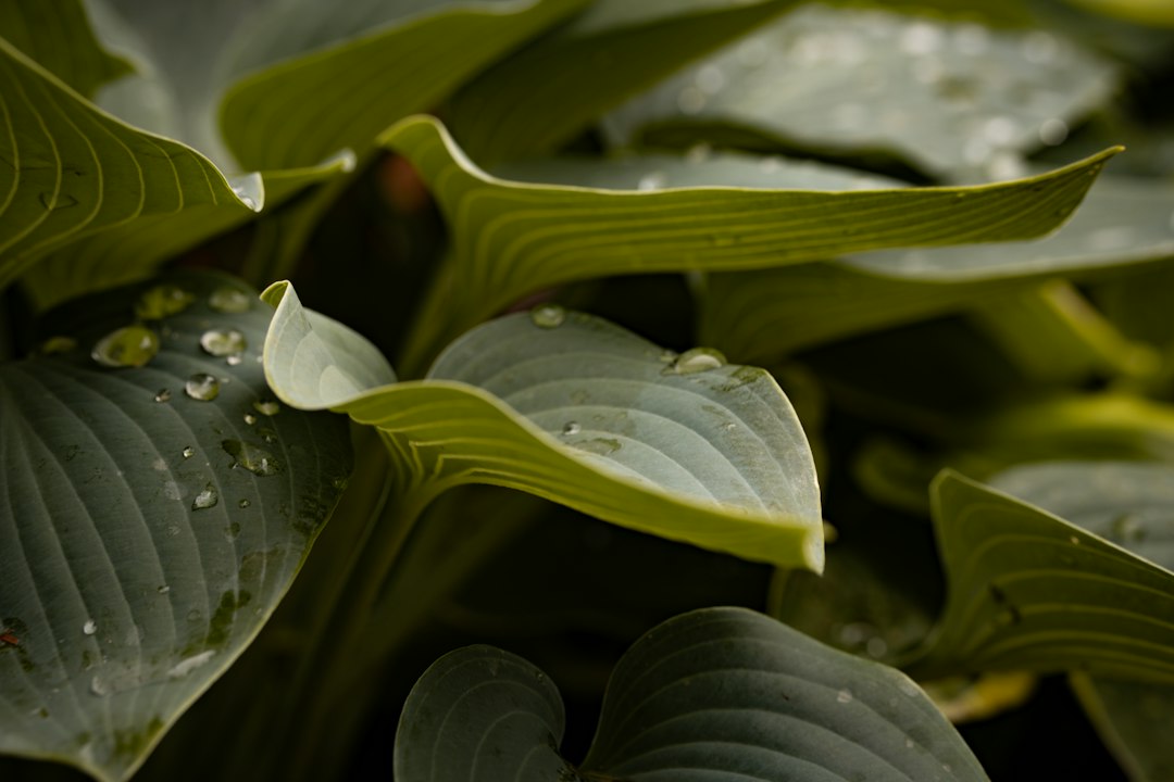 Close-up of blue-green hosta leaves with water droplets beaded on the ribbed surface