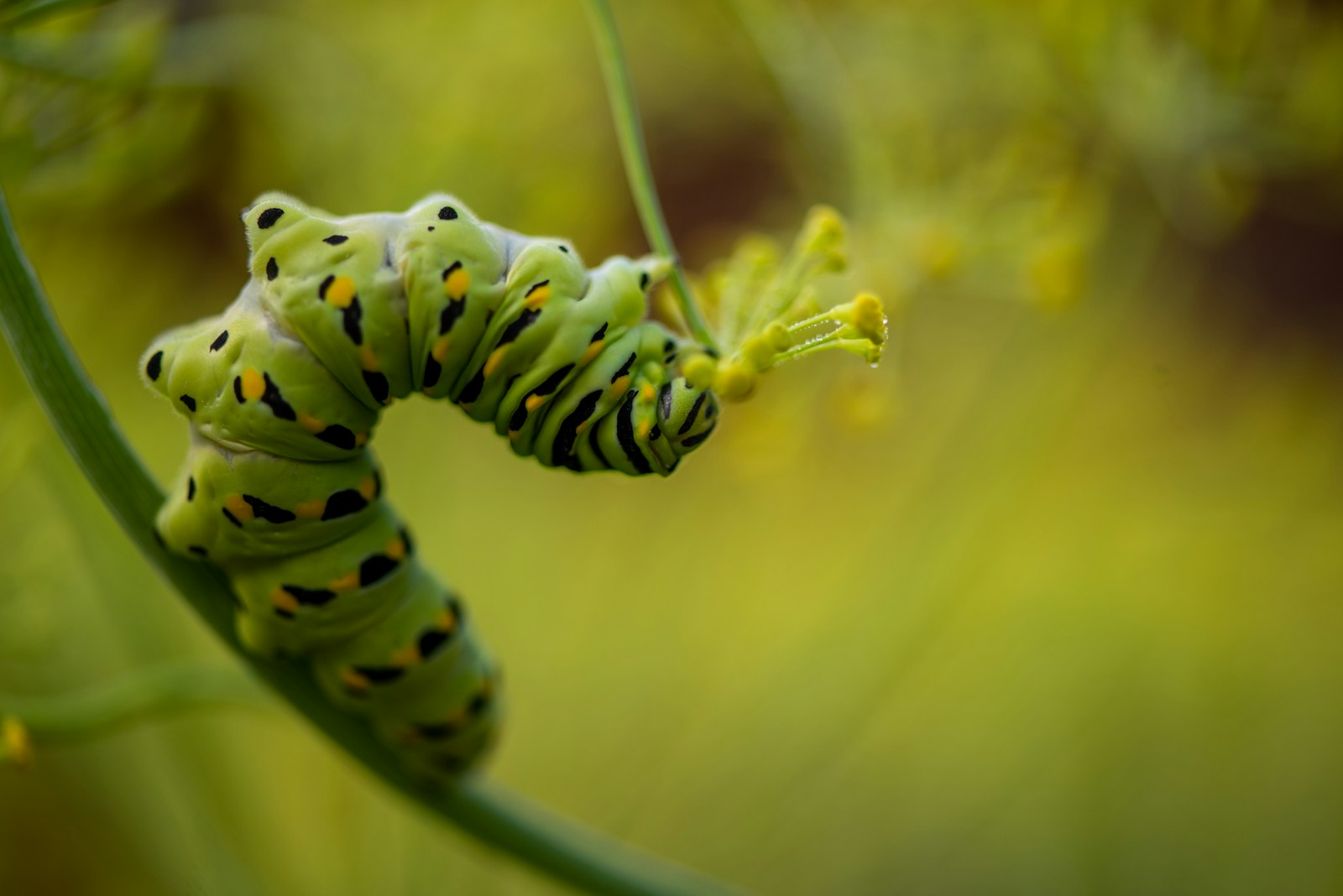 Green, black and yellow striped swallowtail caterpillar feeding on a flowering stem
