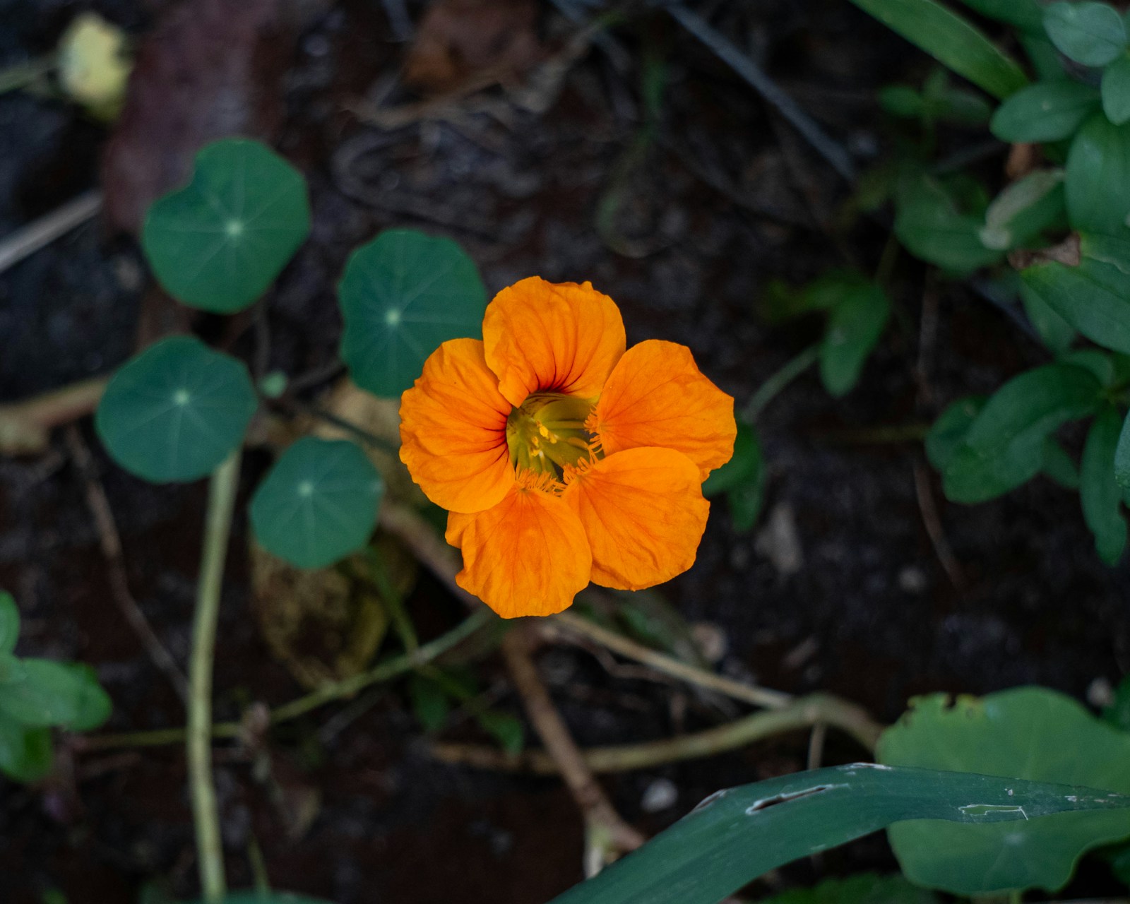 Single orange nasturtium flower seen from above among round leaves