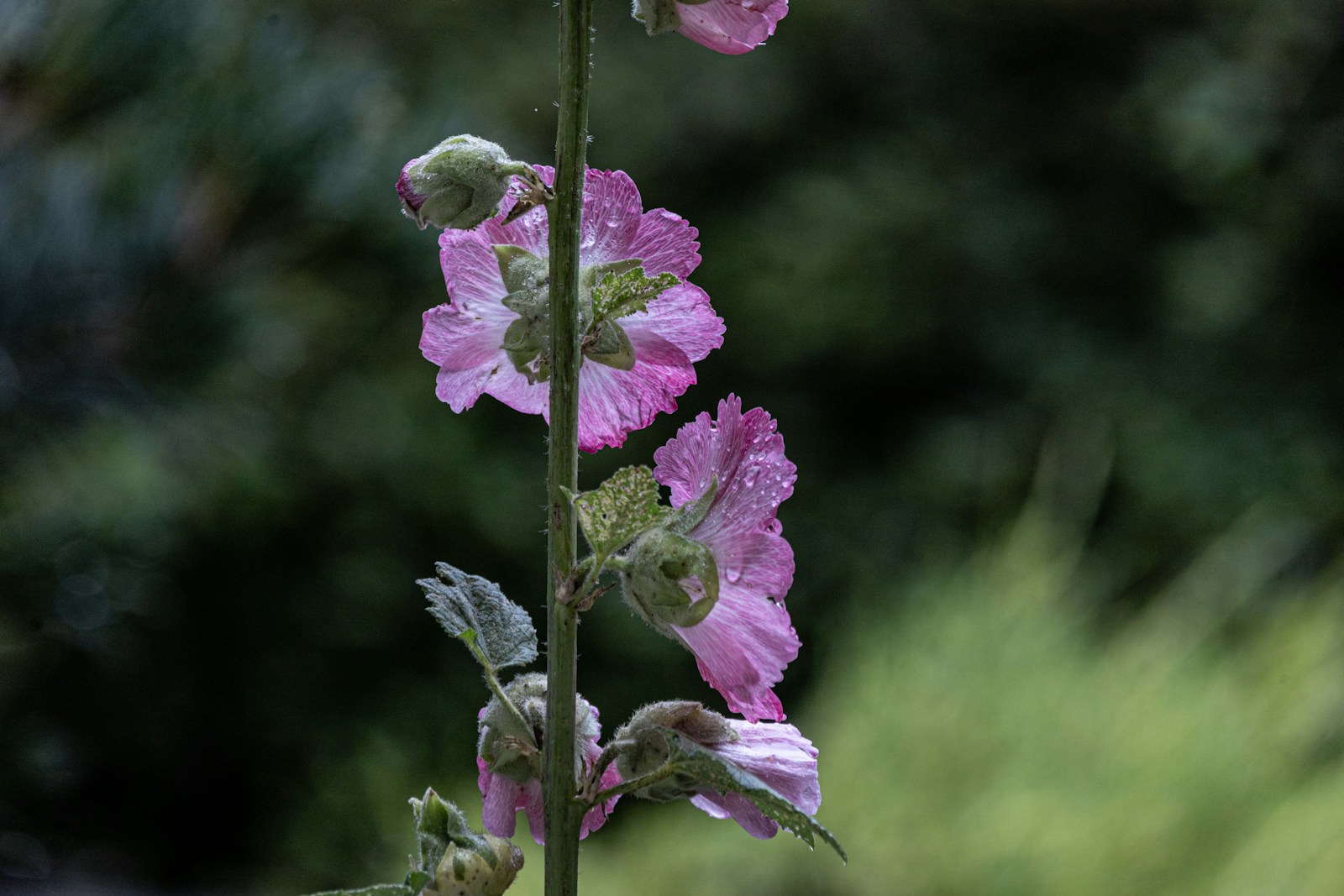 Rain-spotted pink hollyhock flowers and fuzzy buds along one upright stem