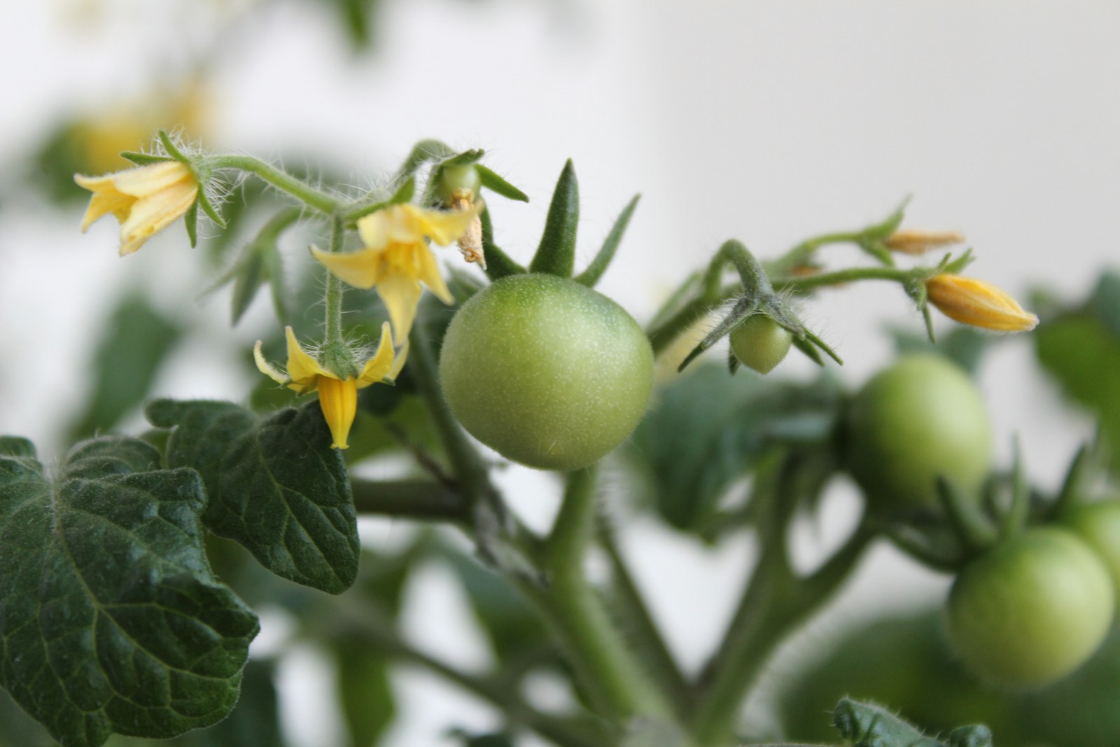 Yellow tomato flowers beside small green fruits just setting on the plant