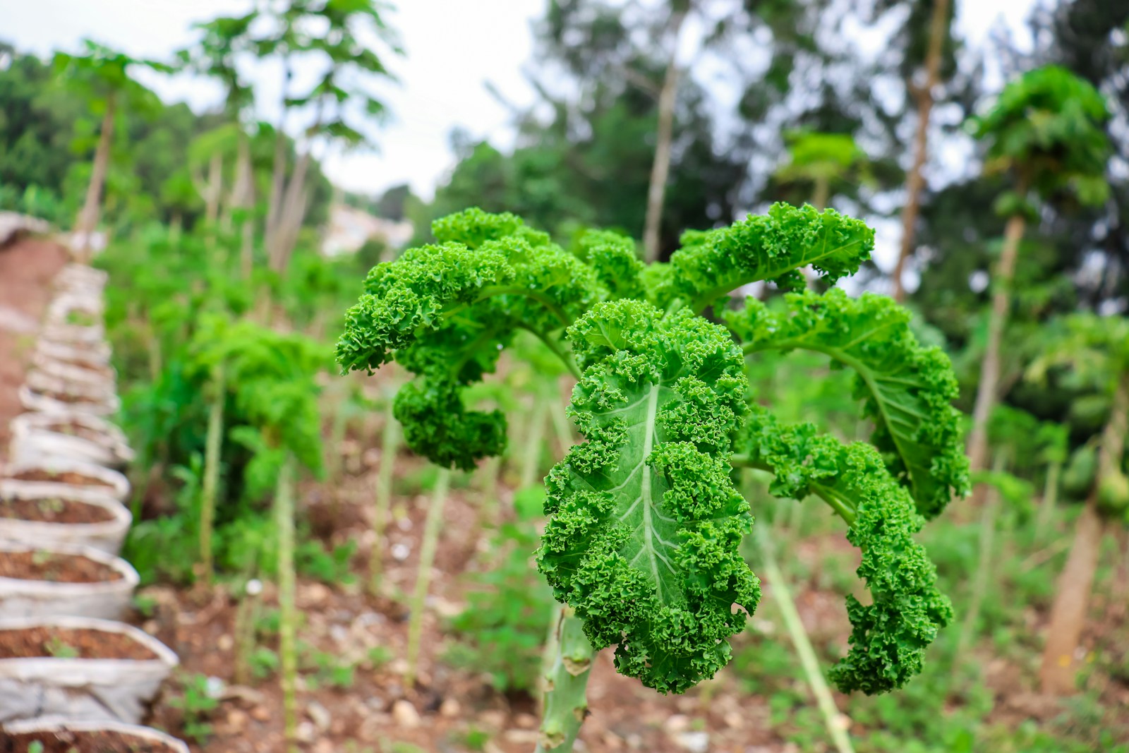 Tall curly kale plants on bare stems after picking the lower leaves
