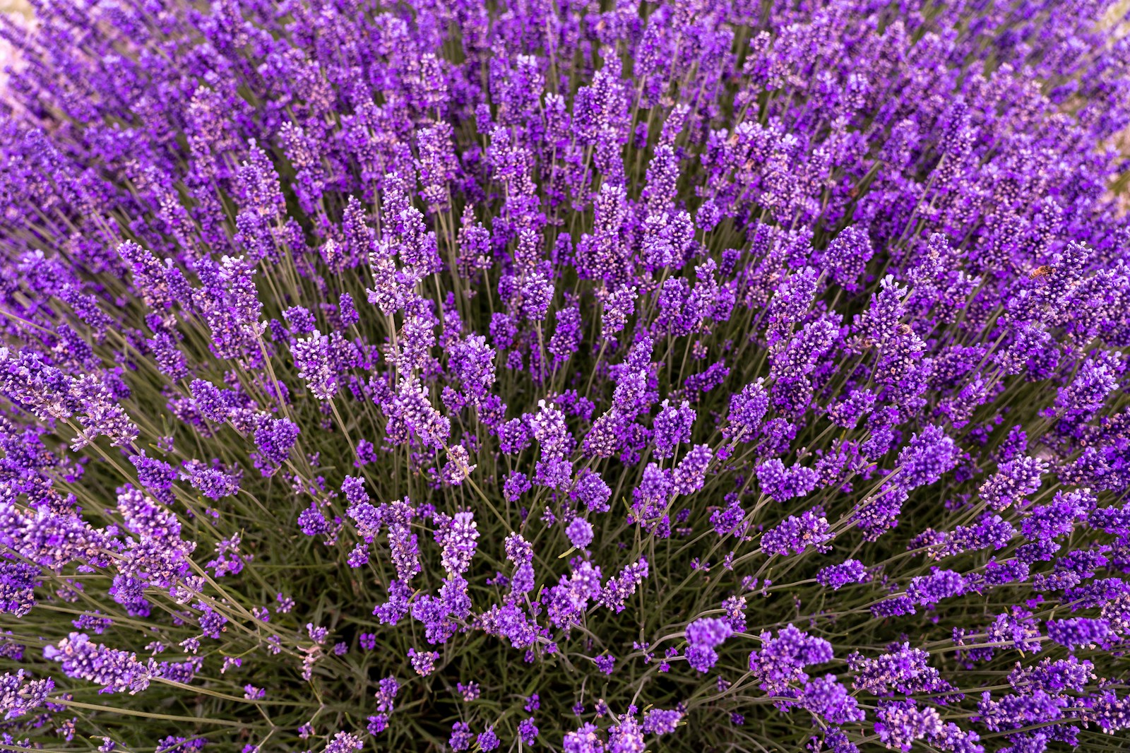 Dense lavender plant covered in purple flower spikes