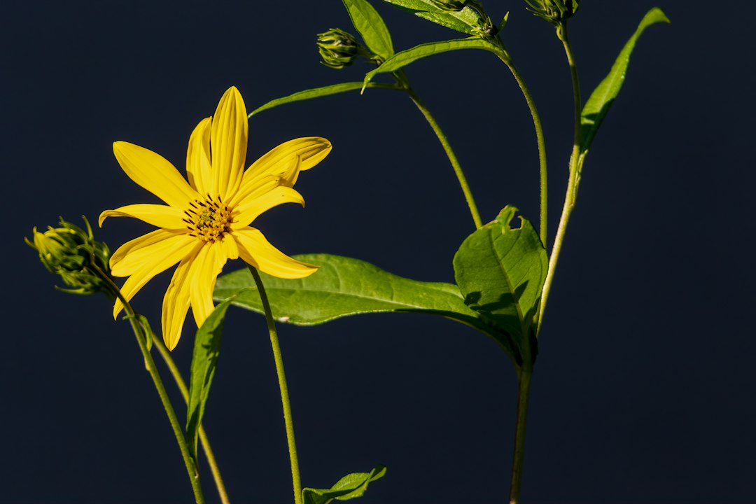 A single yellow sunchoke flower with narrow petals and a dark center, with budding stems nearby