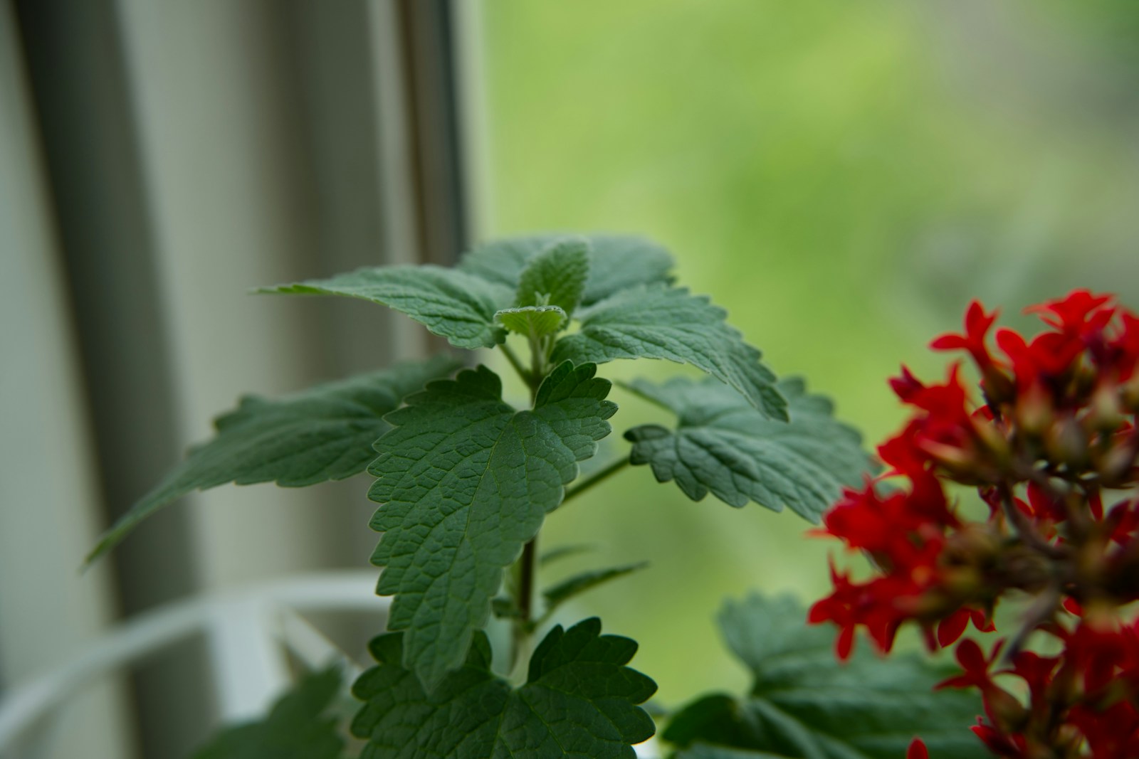 Soft grey-green catnip leaves with scalloped edges beside red flowers on a windowsill