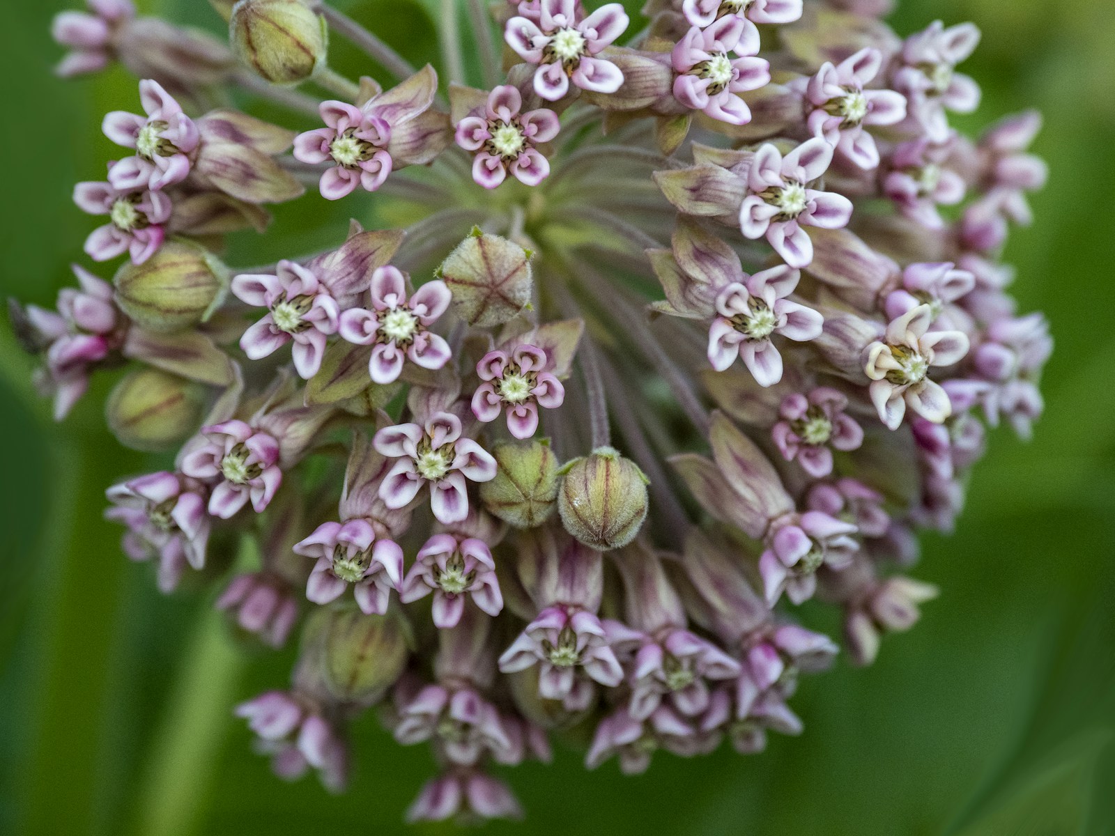 Close-up of a rounded cluster of small pink and white common milkweed flowers