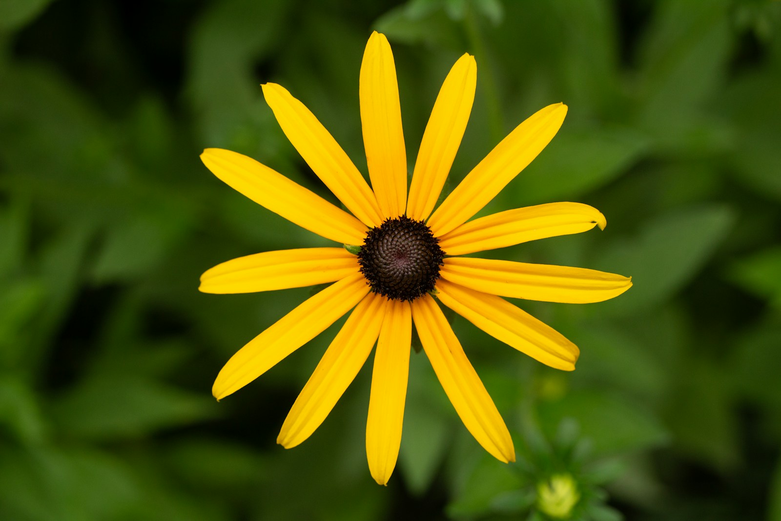 A single black-eyed Susan flower seen from above, showing its dark cone