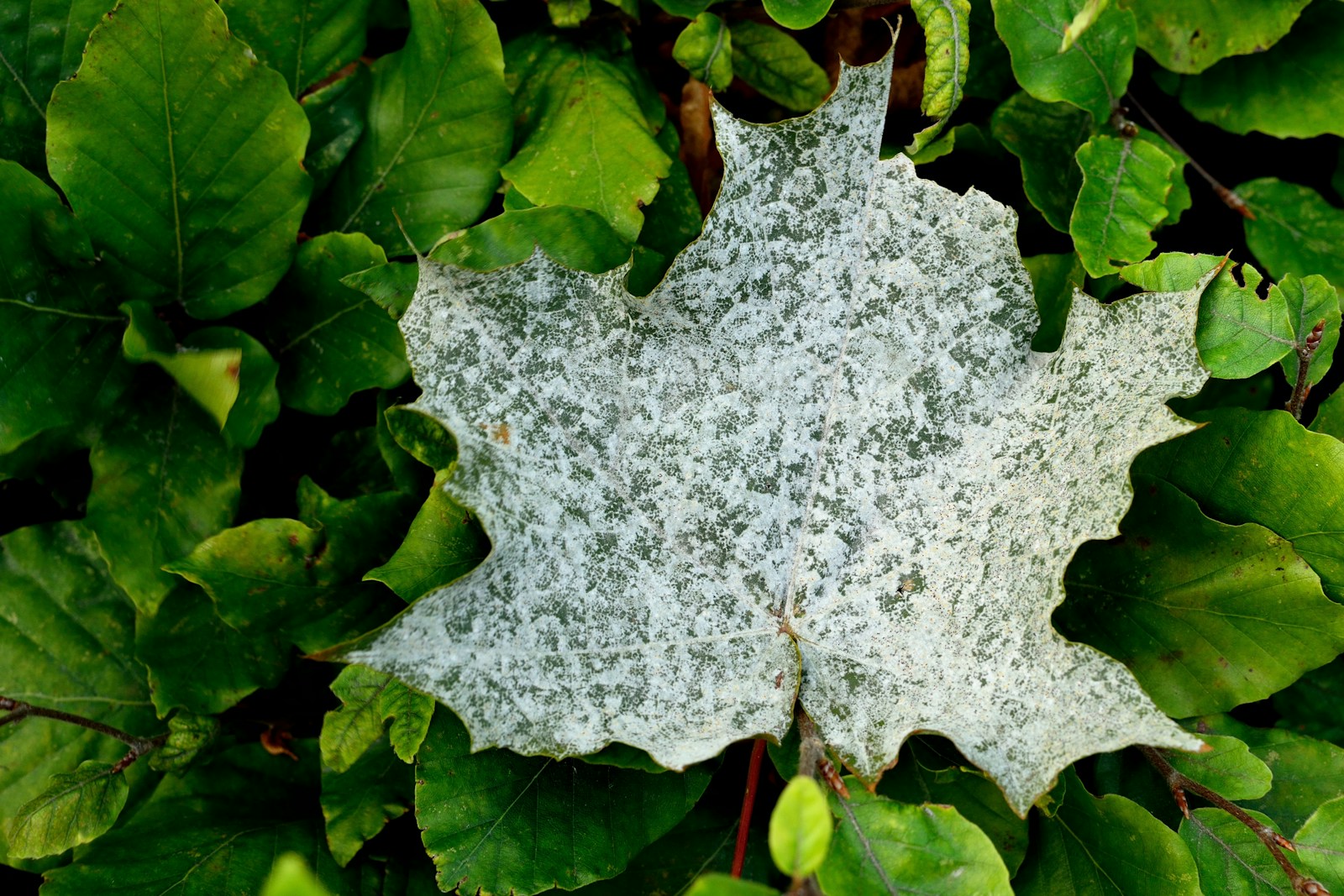 Maple leaf covered with the white coating of powdery mildew