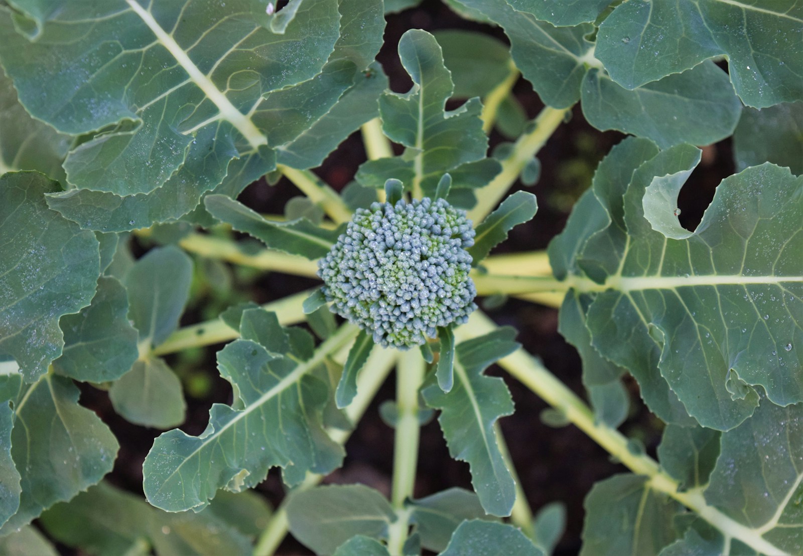 Overhead view of a broccoli plant with a small central head and wide leaves