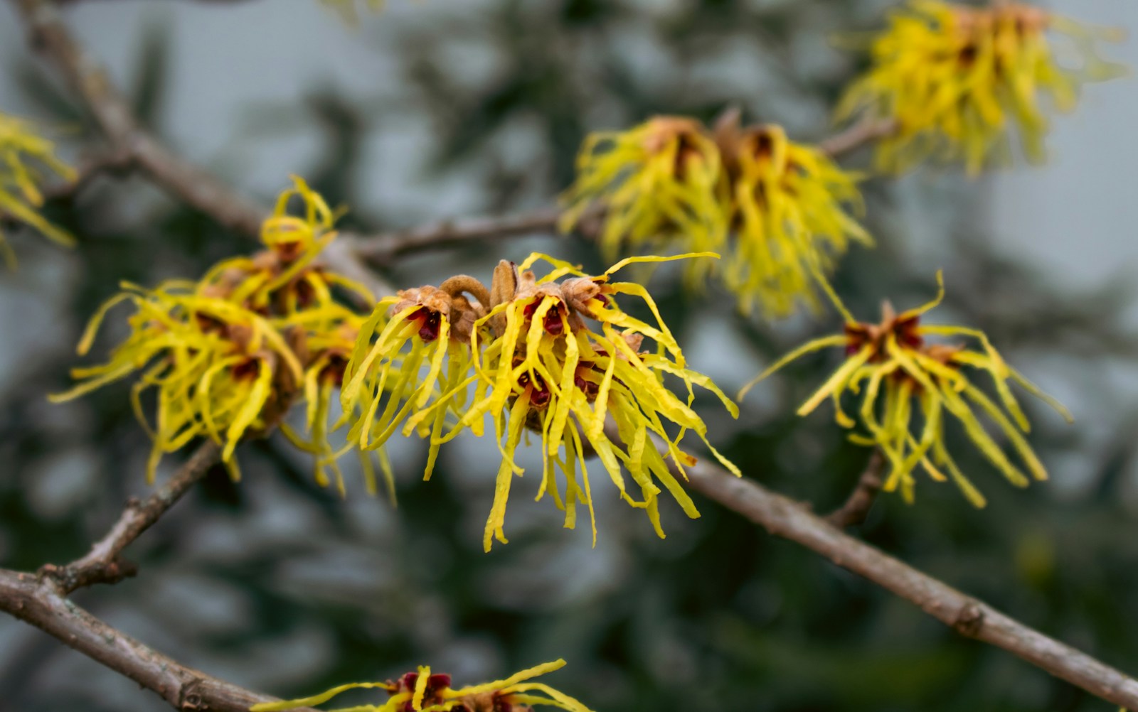 Chinese witch hazel with crinkled pale yellow petals and red centres