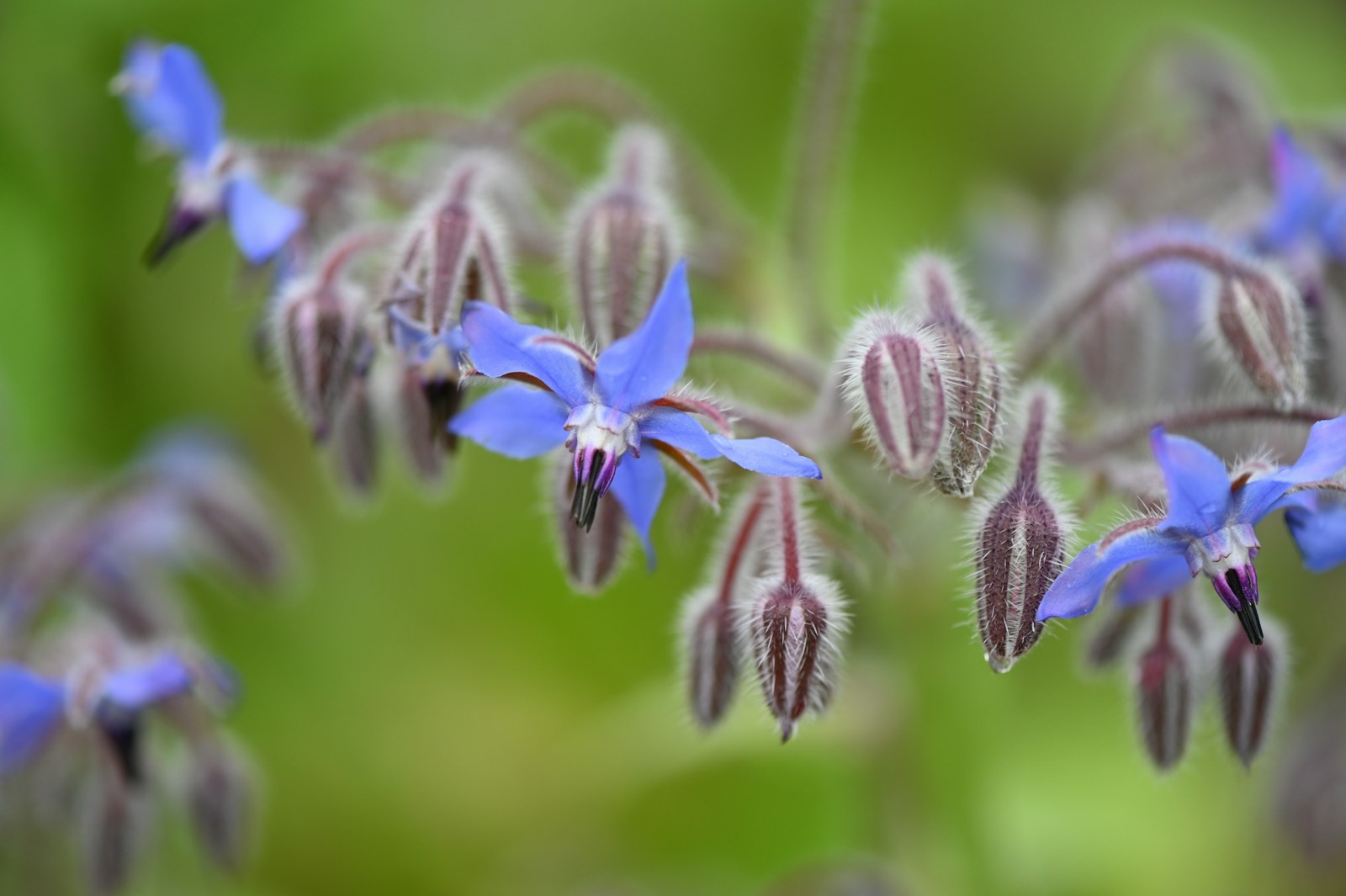Close-up of nodding blue borage flowers with dark centres and bristly buds