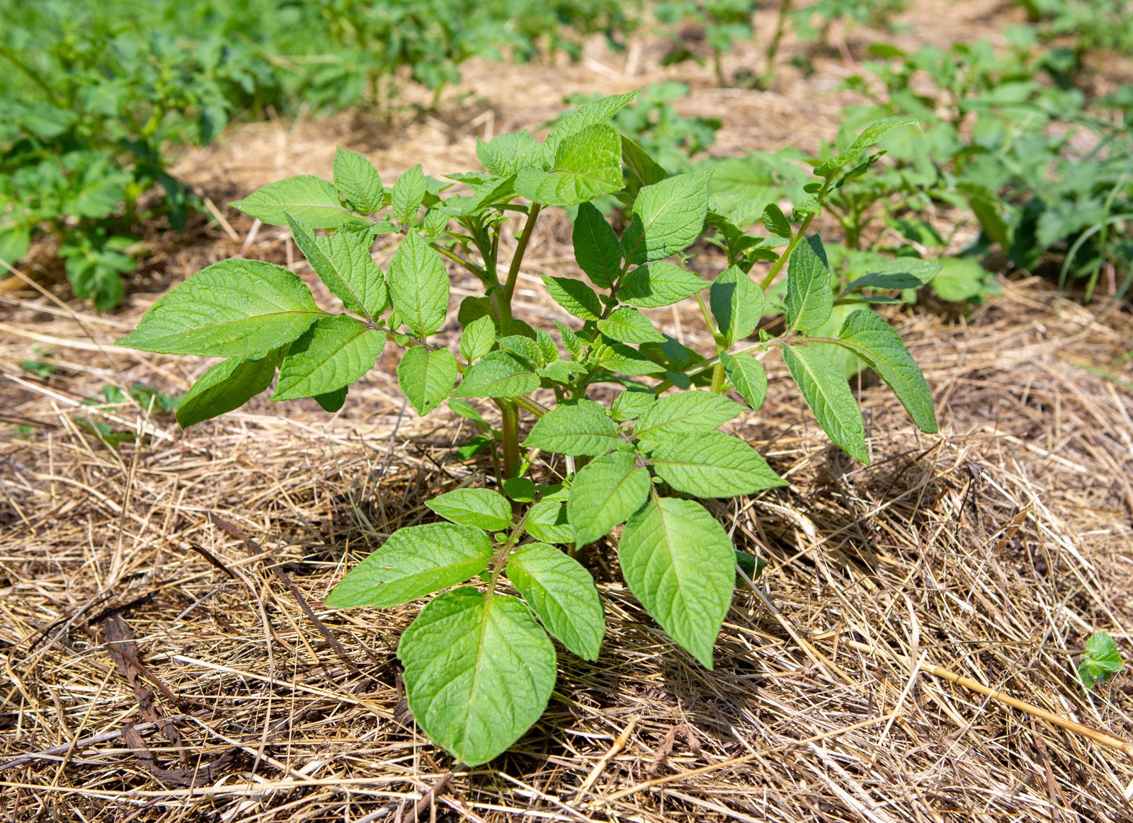 A young potato plant growing through a thick layer of dry mulch