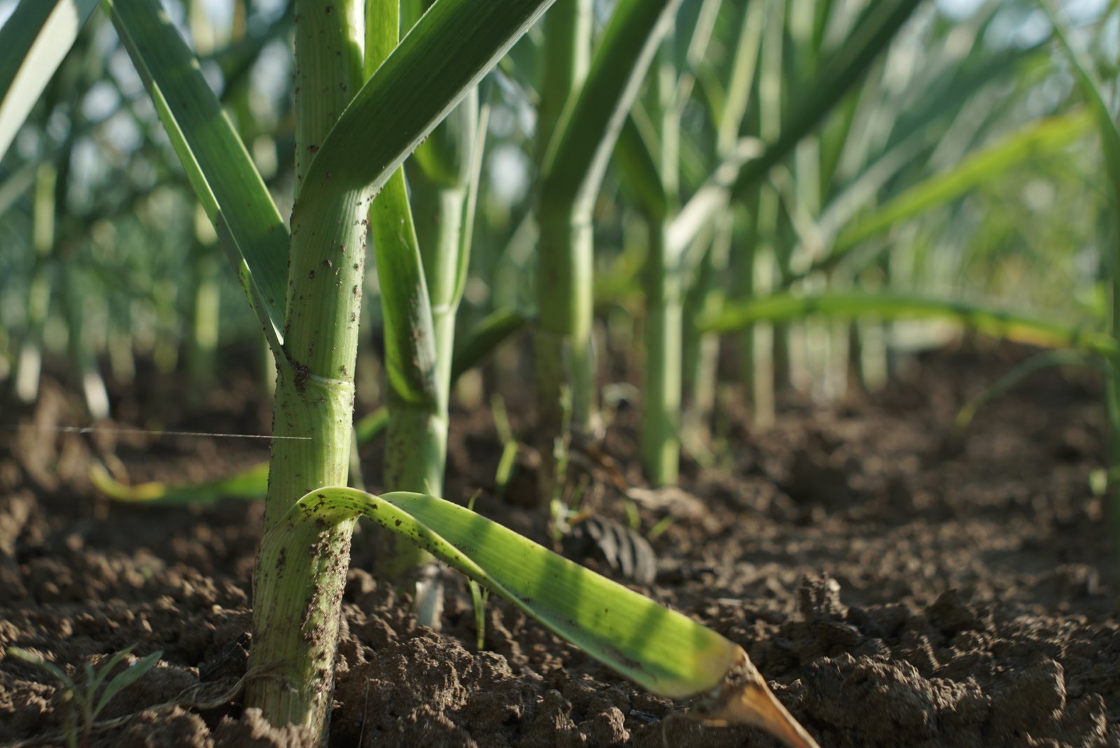 Rows of green garlic plants growing in bare soil, seen from ground level