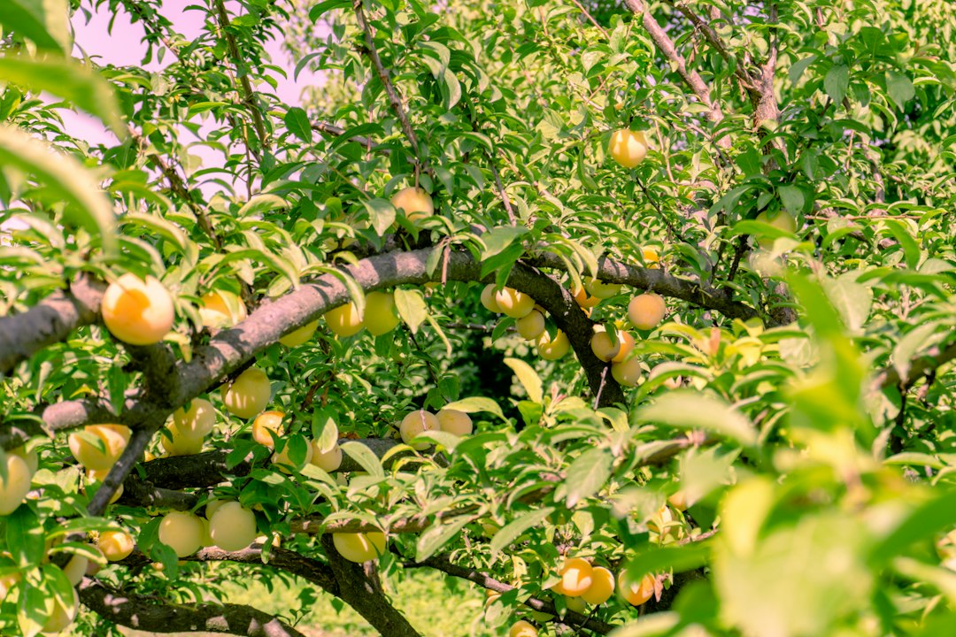 Yellow plums ripening in clusters on a sunlit orchard tree branch