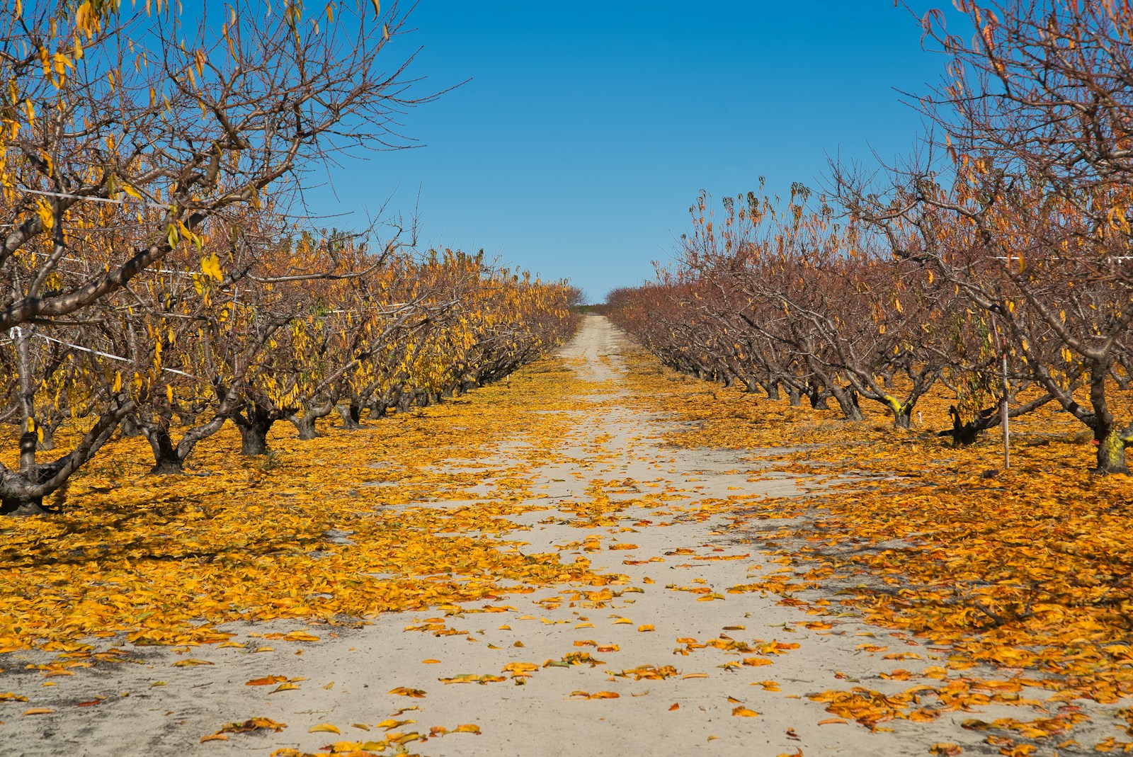 Rows of open-centre peach trees dropping yellow leaves in autumn