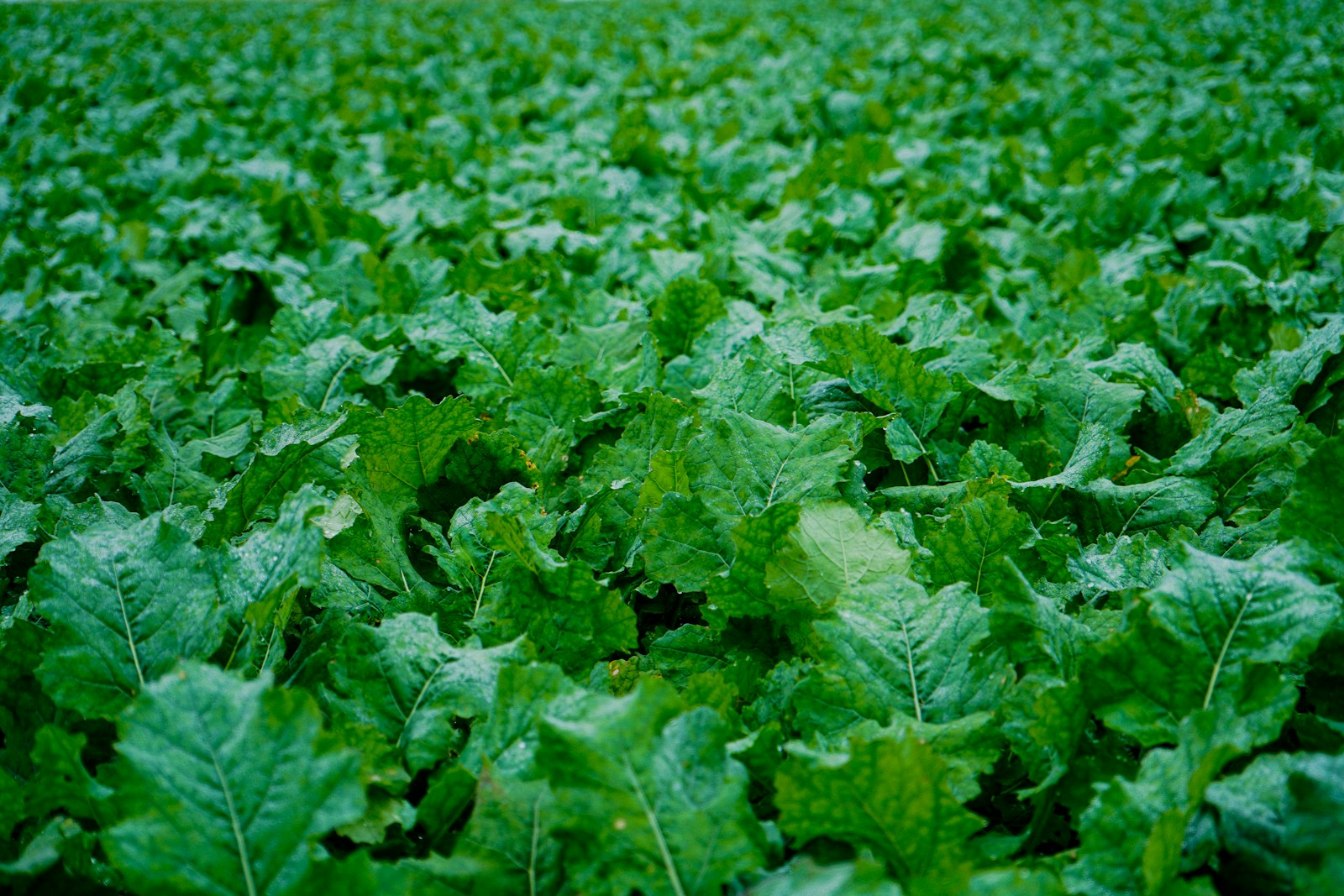 Dense stand of broad, crinkled brassica greens wet with rain