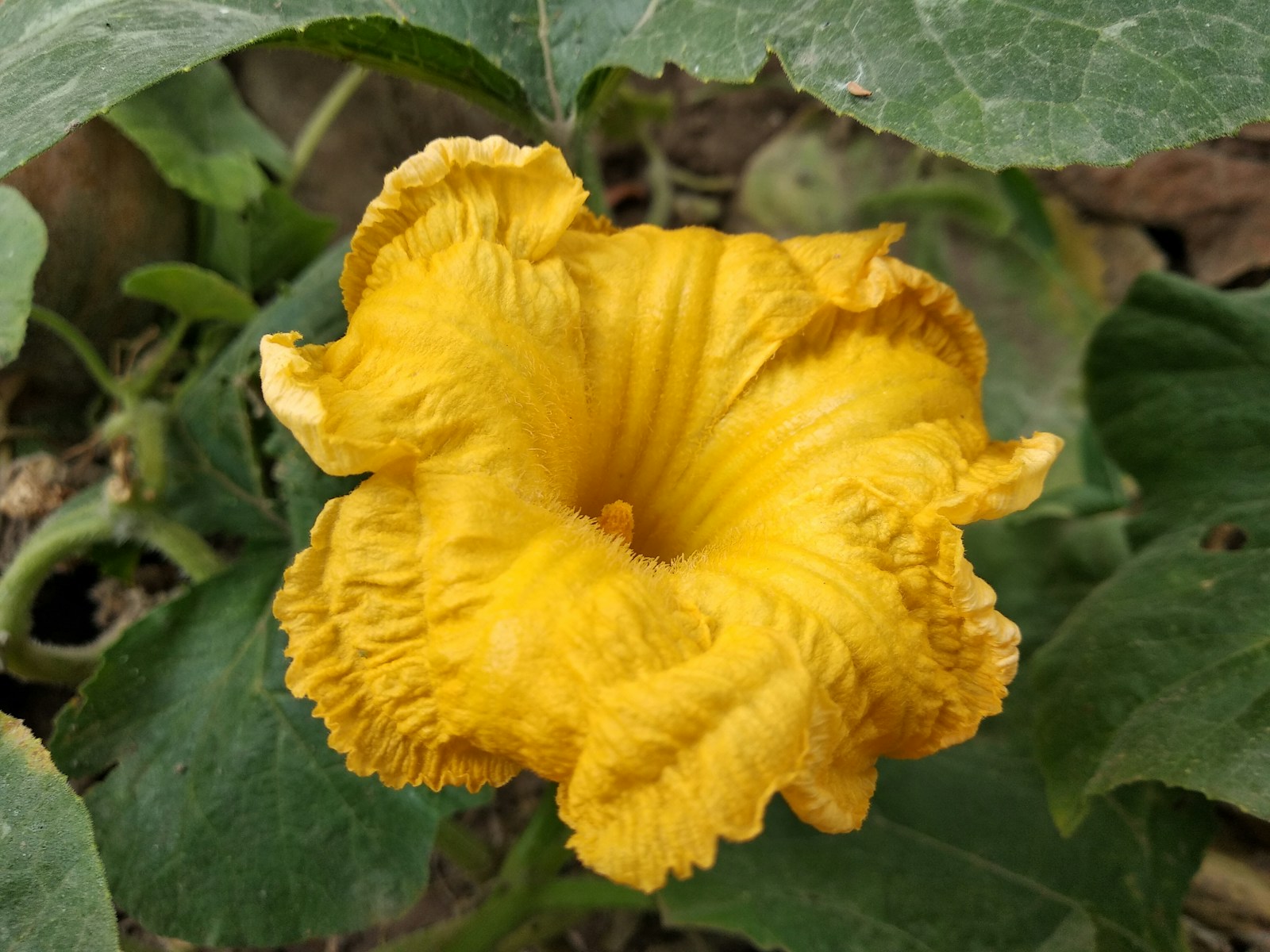 Large ruffled yellow squash-family flower open among broad green pumpkin leaves