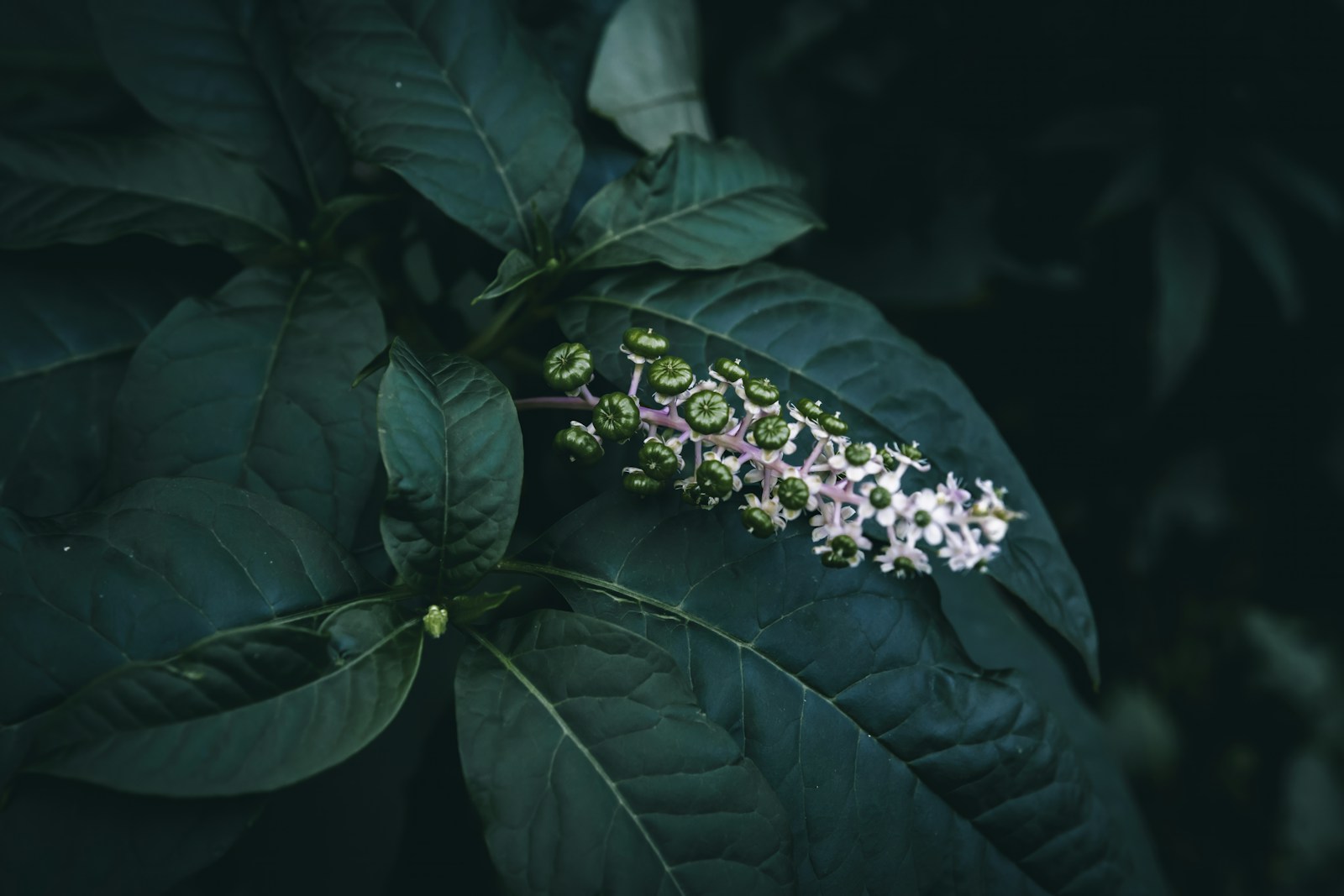 Pokeweed spike of pale flowers and green berries among large leaves