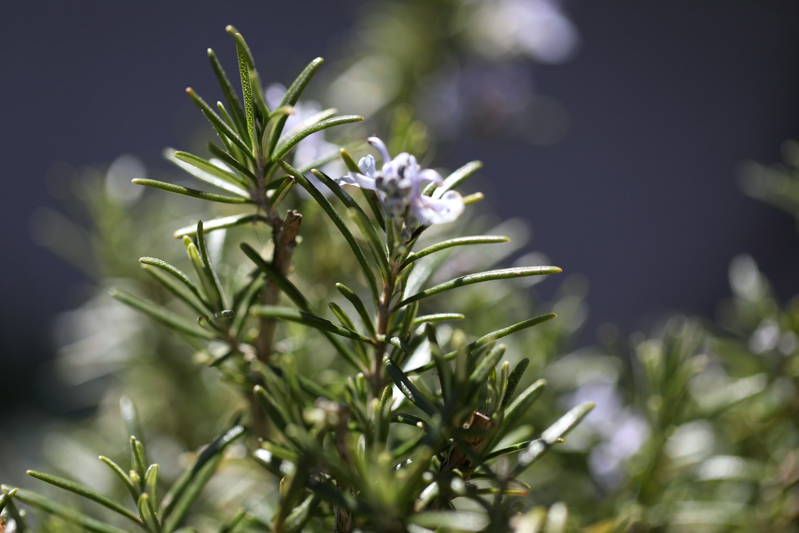 Close-up of a pale blue rosemary flower among needle-like leaves