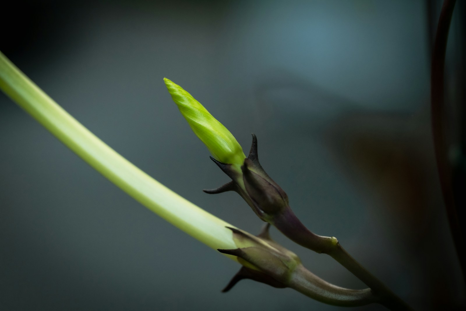 Twisted green moonflower bud emerging from pointed sepals on the vine
